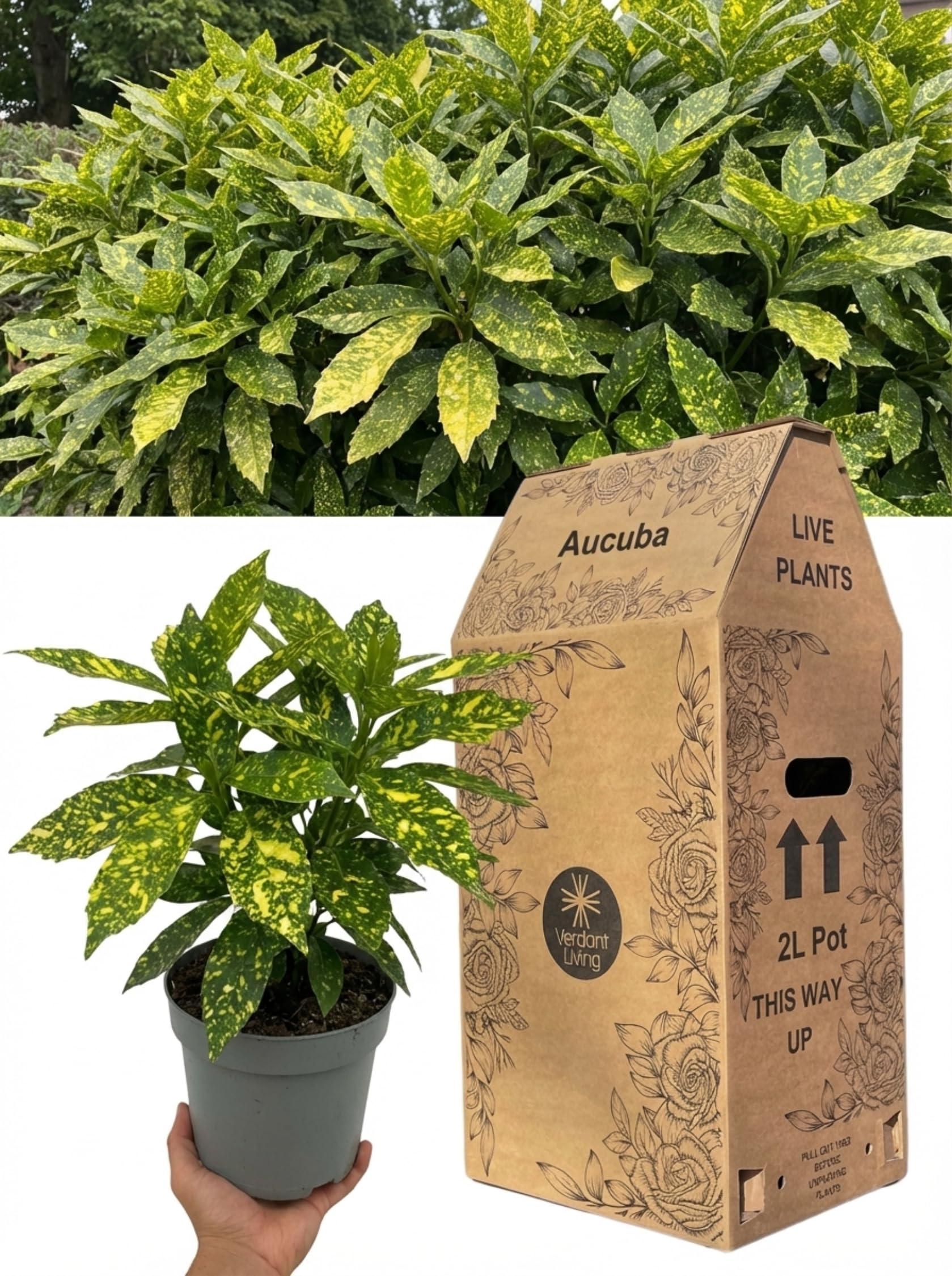 Aucuba Crotonifolia Plant in 2L Pot – Spotted Laurel, Hardy Evergreen Shrub for Shade, Borders, Patio & Containers – Gold Variegated Foliage, Low Maintenance, Japanese Laurel, UK Grown