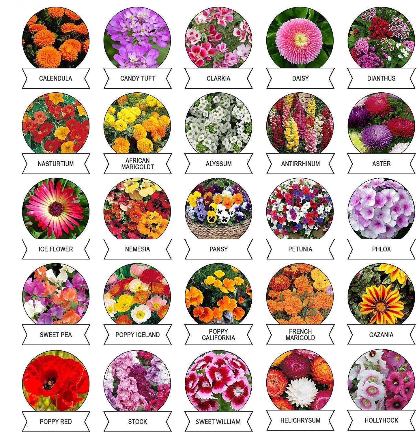 GROW-N-KNOW Mega Combo Seeds Pack 75+ Variety, (Includes 40 Different Flower Seeds Variety and 35 Different Vegetable Seeds Variety) Universal Economical Seeds Pack for Home and Terrace Garden.