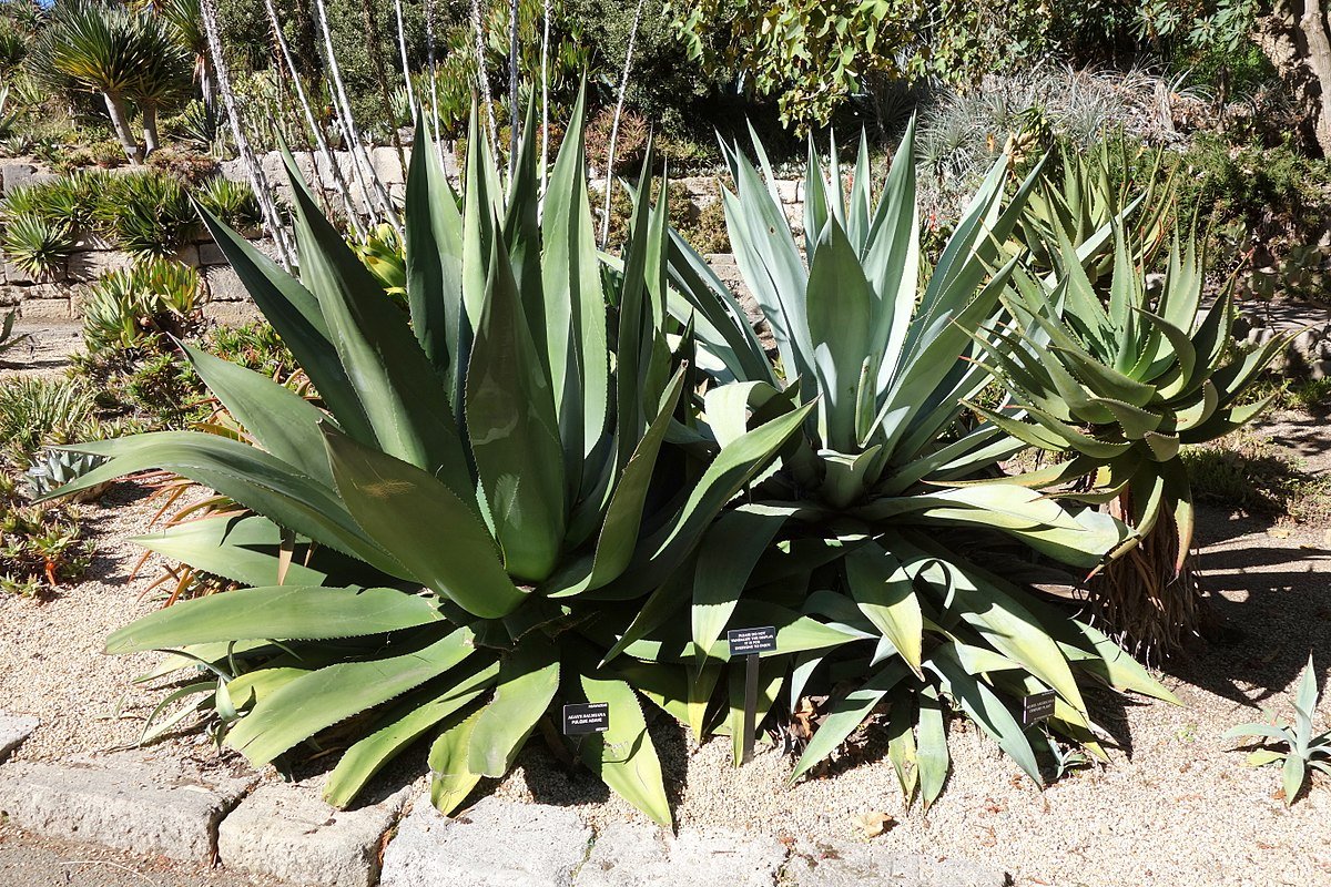 Amazon|【種子】Agave Salmiana◇アガベ・サルミアナ◎アガベシロップ Amazon|【種子】Agave Salmiana◇アガベ・サルミアナ◎アガベシロップ