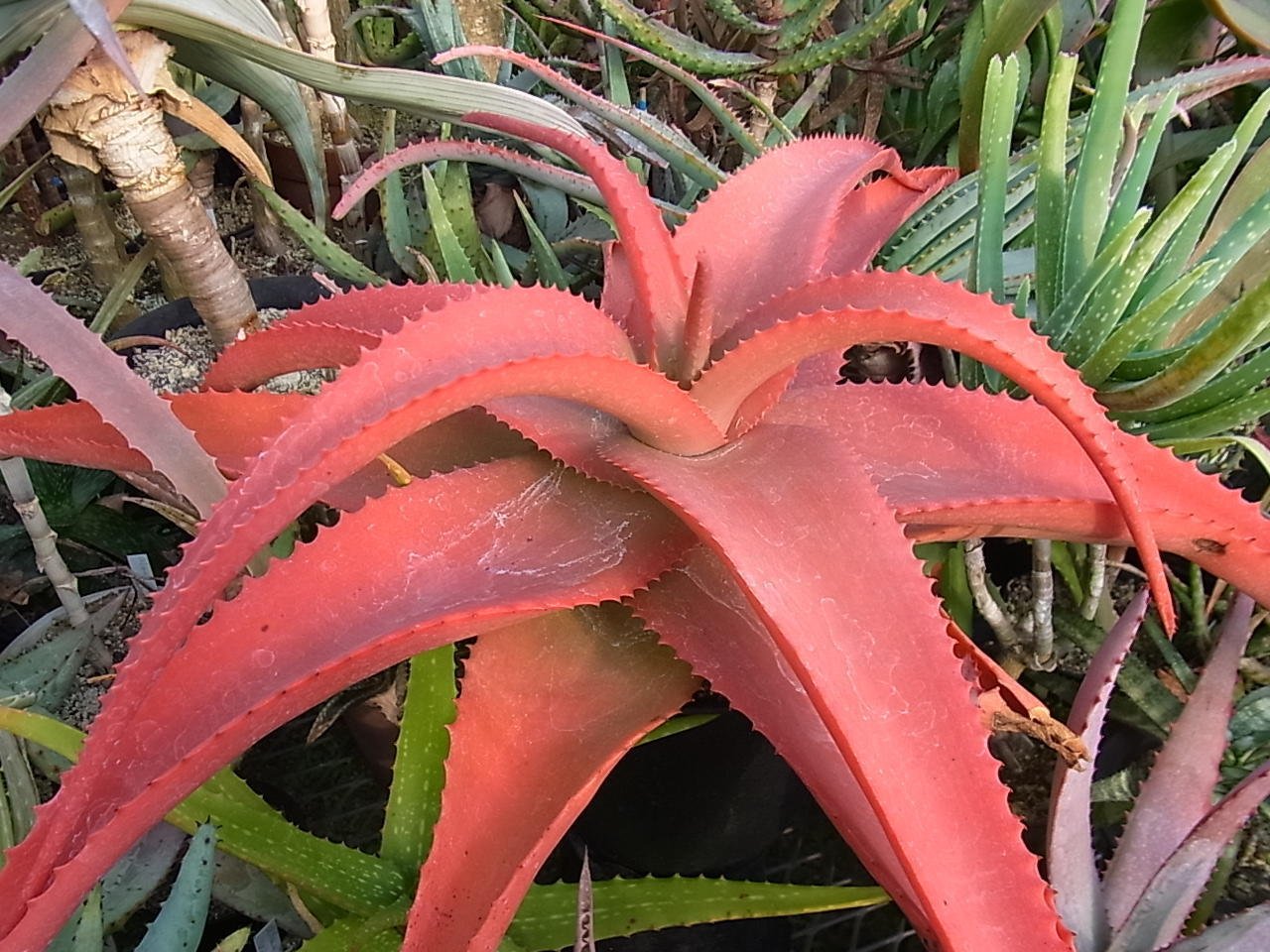 メルカリ便発送☆多肉植物アロエ PH-BLACKの種子10粒 多肉植物 ハオルチア ブラックナイト - メルカリ