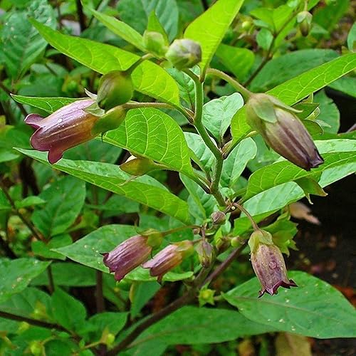Miniatura 1 de Belladonna Seeds (Atropa Belladonna) Más de 30 semillas de flores raras en cápsulas de semillas congeladas para el jardinero y coleccionista de