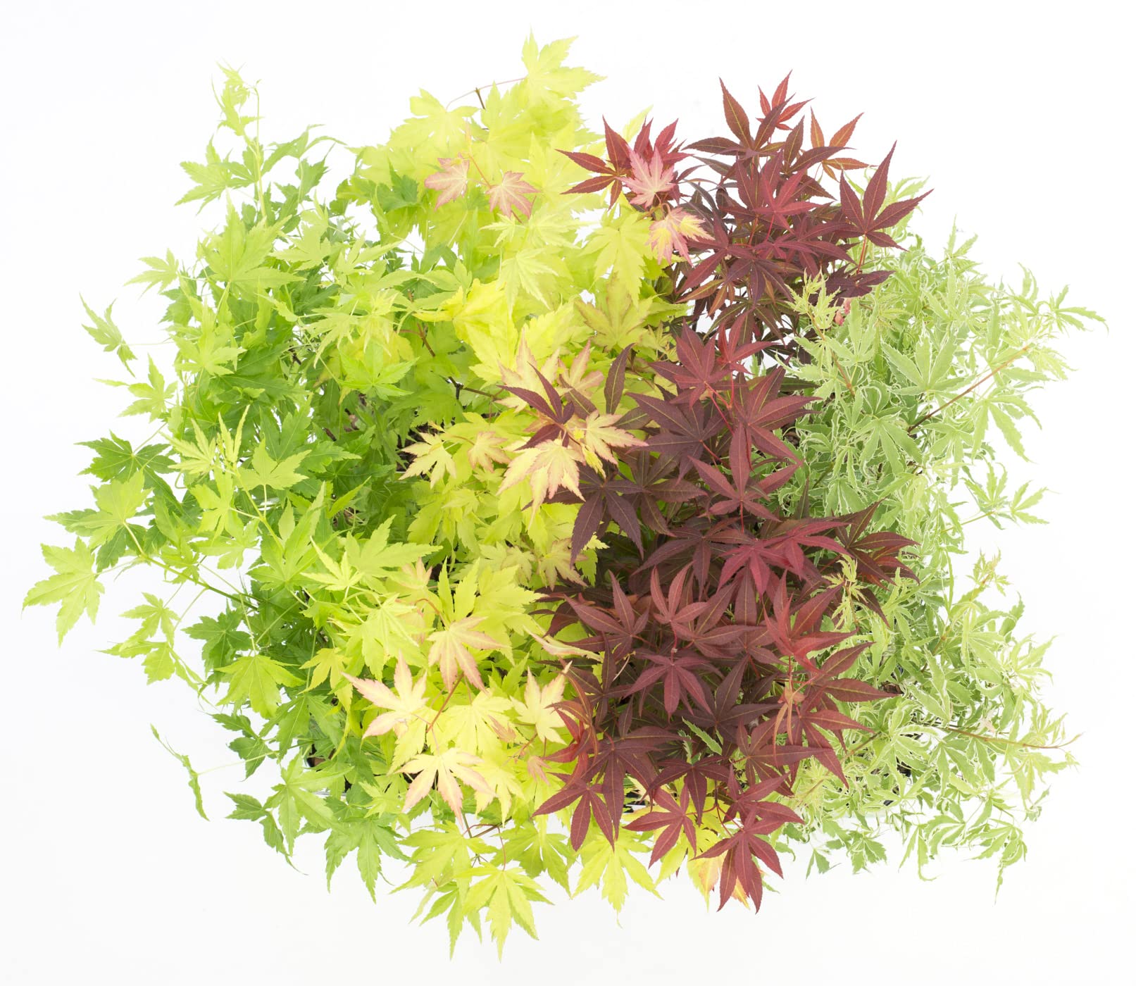 Bloomique - Lot de 4 - Acer palmatum - Orange Dream, Going Green, Butterfly, Atropurpureum - Érables japonais - Rustiques - Hauteur 25-40 cm - Pot 10,5 cm