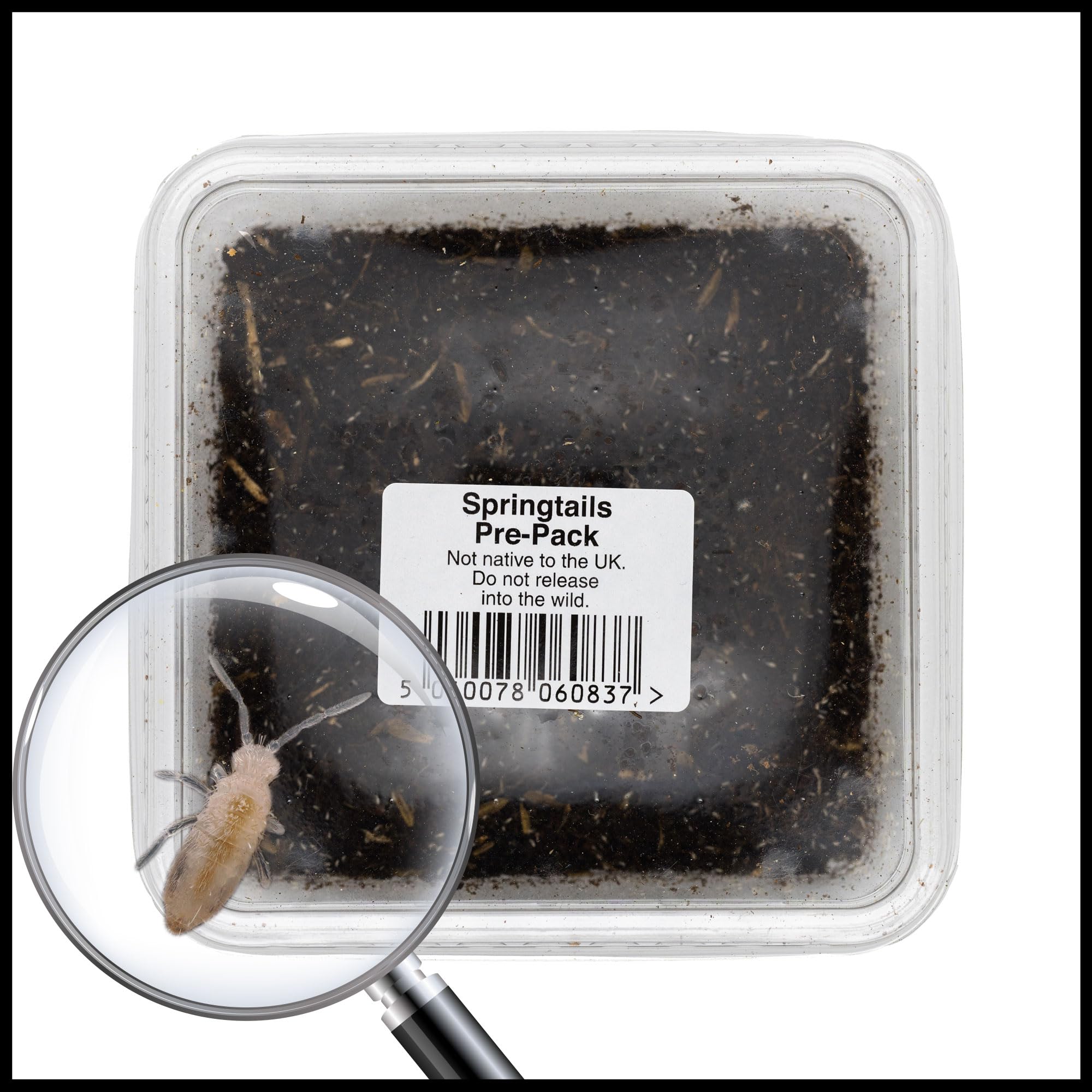 Live Springtails for Terrariums 1 Tub - Perfect for bioactive set ups | Livefood | Clean up Crew