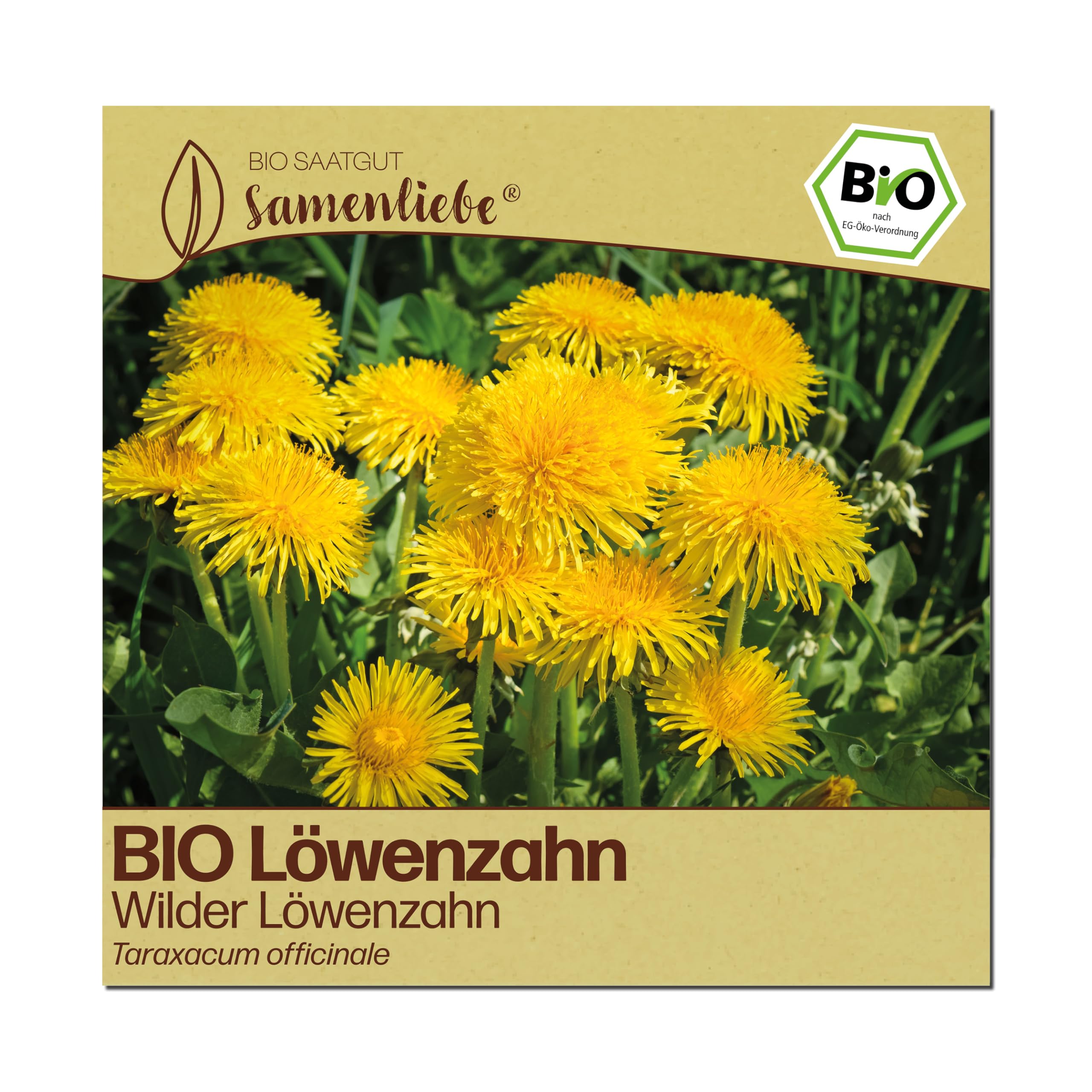 Samenliebe BIO Löwenzahn Samen | Wilder Löwenzahn - winterhart & mehrjährig - samenfestes BIO Saatgut