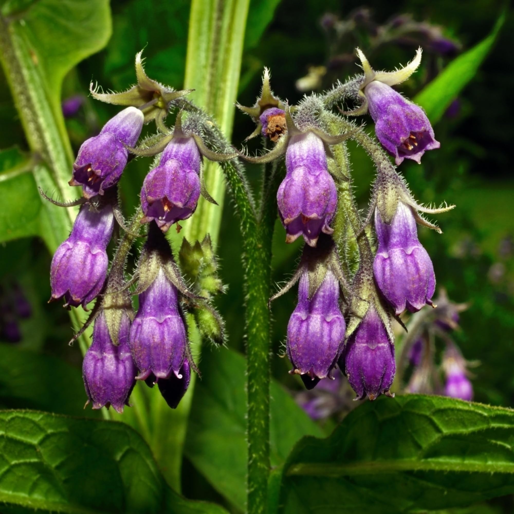 100 Symphytum Officinale Comfrey Seeds - Perennial Symphytum Officinale Comfrey Herb Non-GMO Heirloom Garden Seeds product thumbnail 3