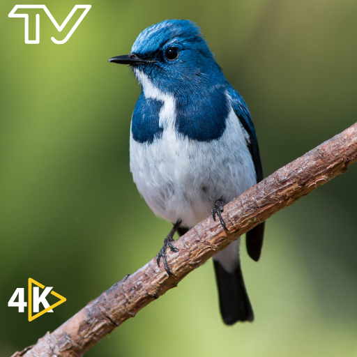 Vogelgezwitscher: Entspannende Naturgeräusche für Frieden und Konzentration