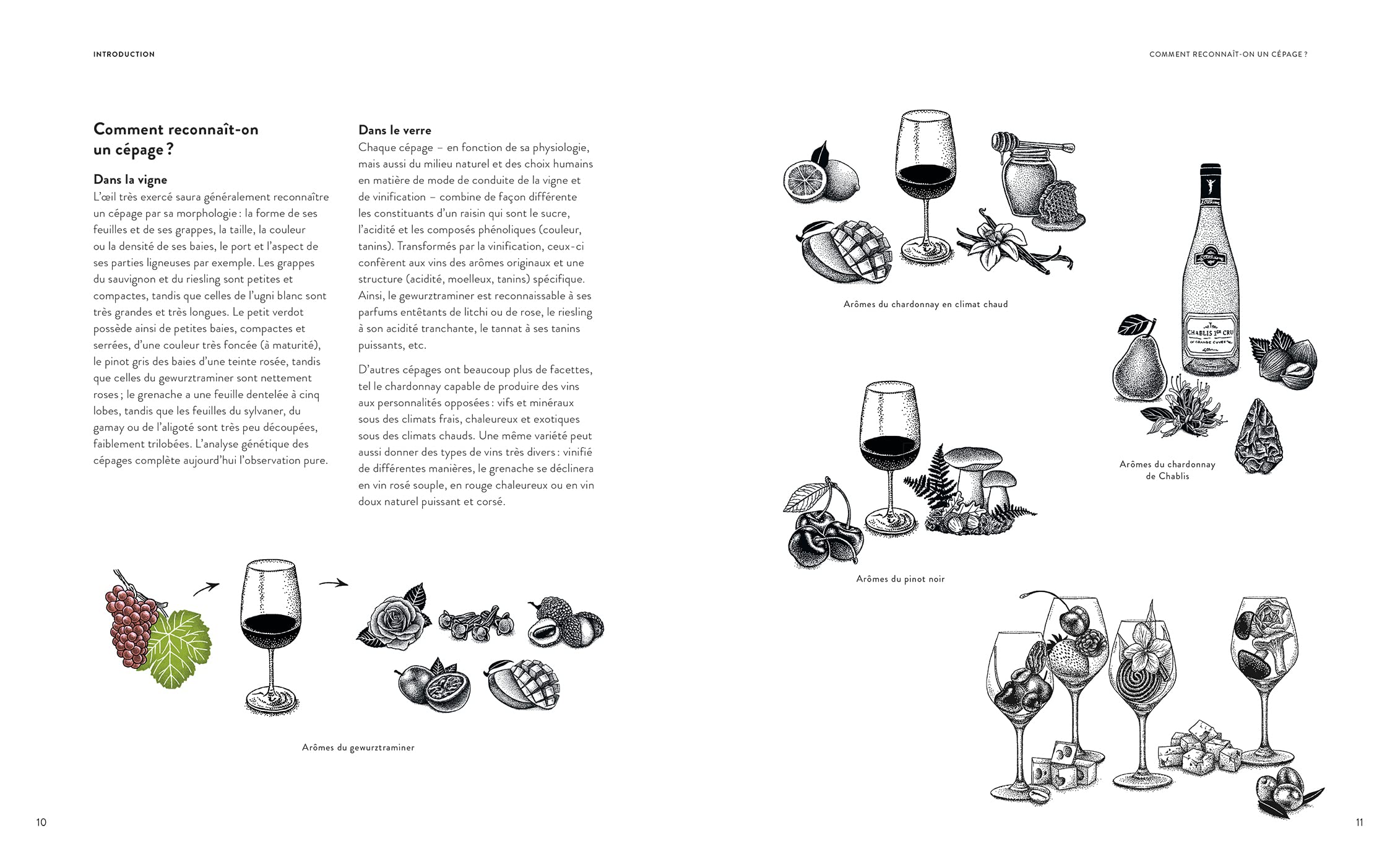 Le vin en 70 cépages