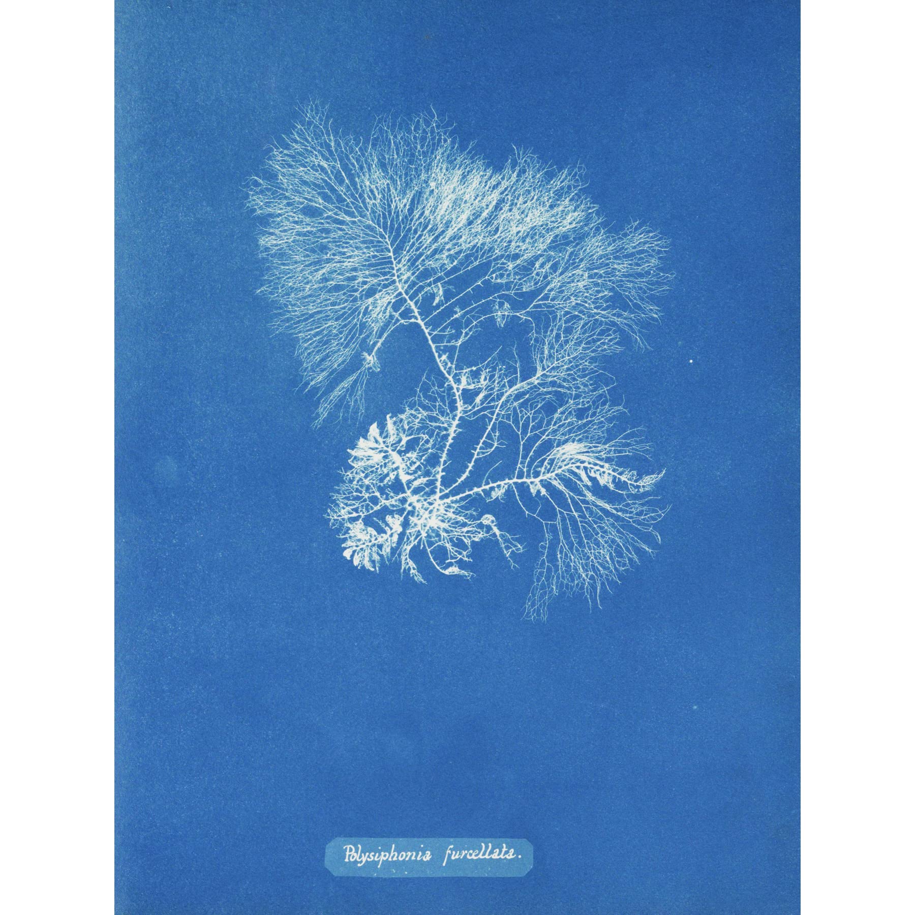 Atkins British Algae Photo Forked Polysiphonia Extra Large XL Wall Art Poster Print