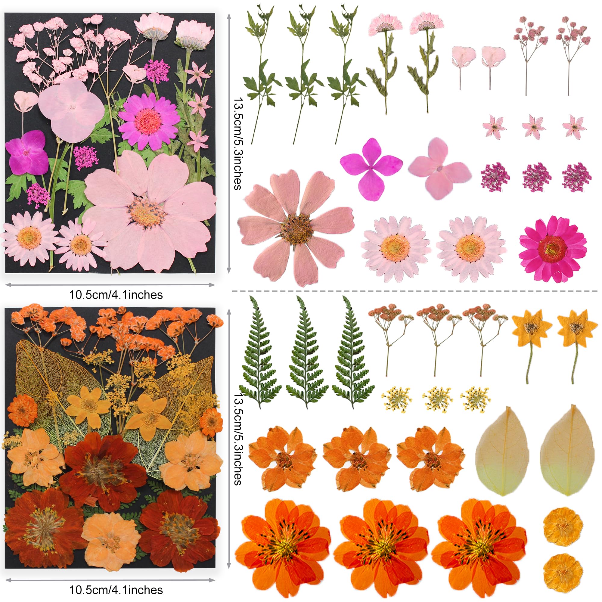 Fleurs Séchées Pressées Et Autocollants - Kit Créatif DIY Pour Scrapbooking, Résine, Cartes, Art Floral, Activités Parent-enfant - 5