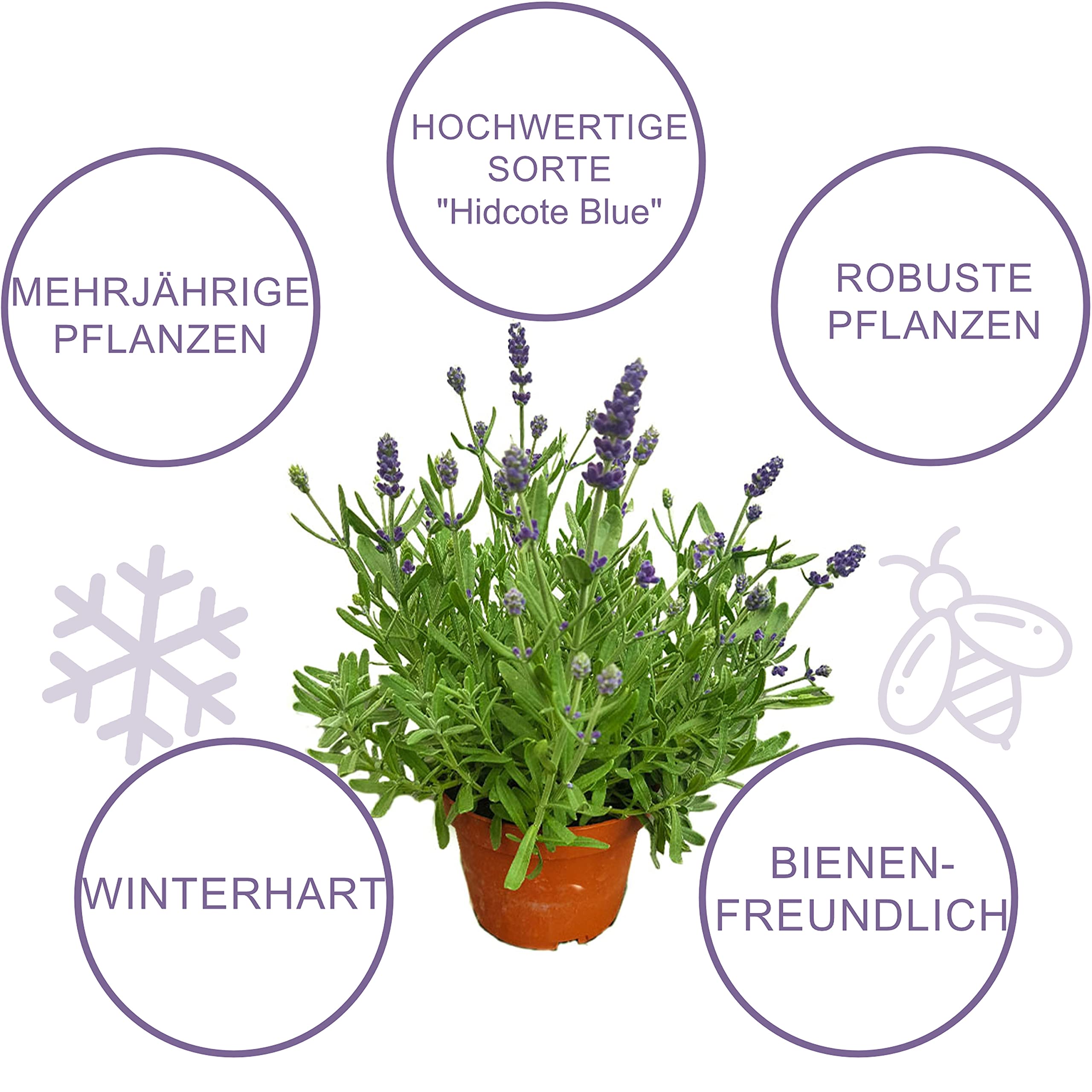Pack de 10 Lavandas Plantas Naturales en Maceta de 12cm Lavanda