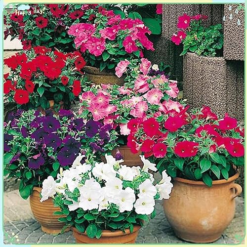 Miniatura 2 de Semillas de plantas de flores raras más de 2000 semillas de petunia - Mezcla súper híbrida (Grandiflora)