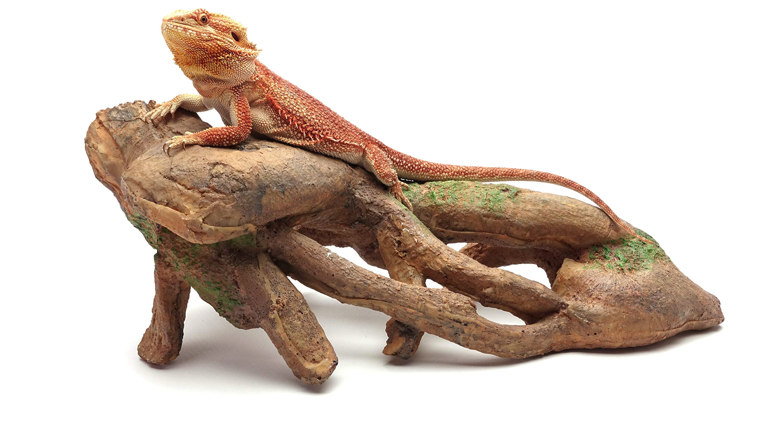 Nudosa raíz Grandes, Brown, Reptil Hábitat Accesorios