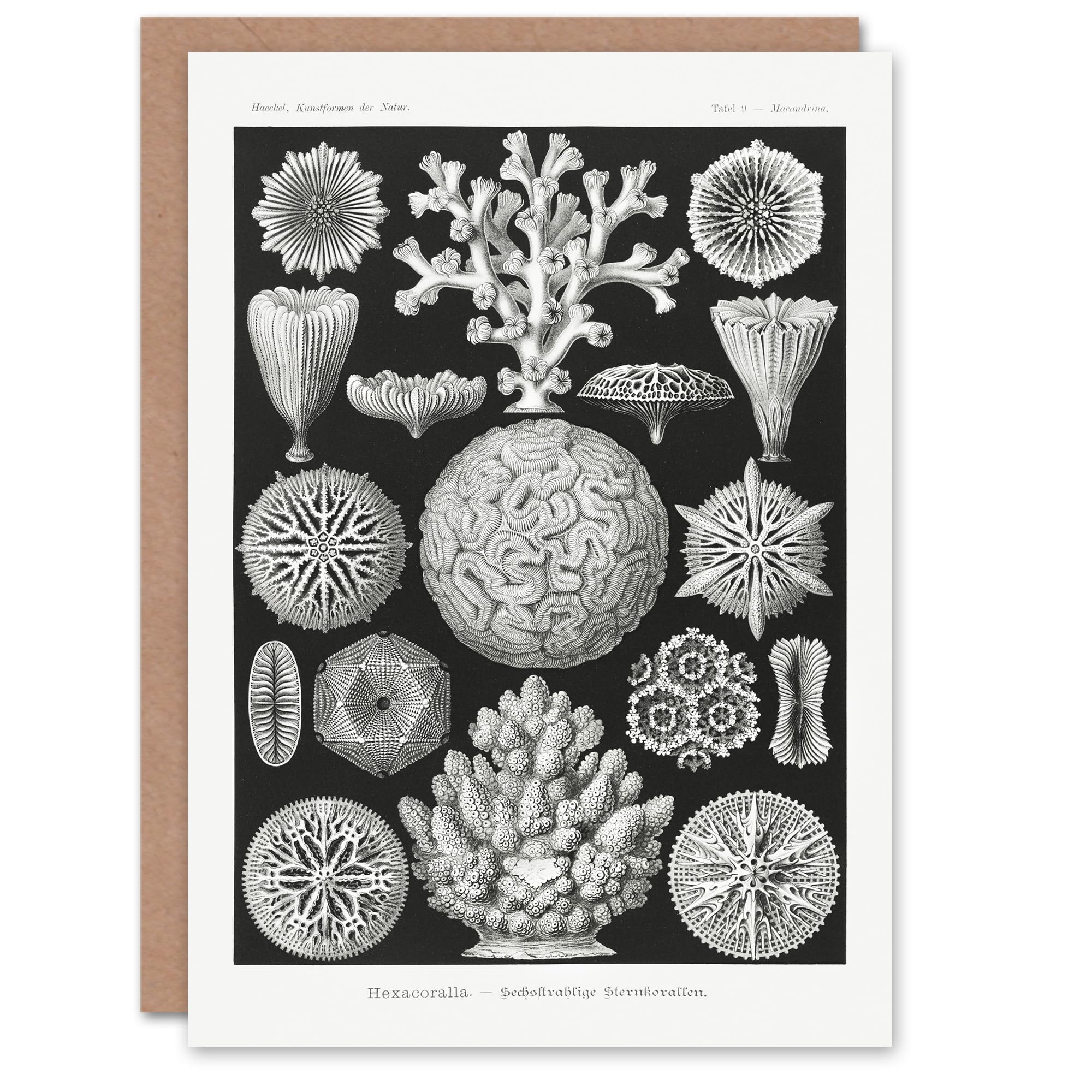 Artery8 Ernst Haeckel Art Card Hexacorallia Marine Life Illustration
