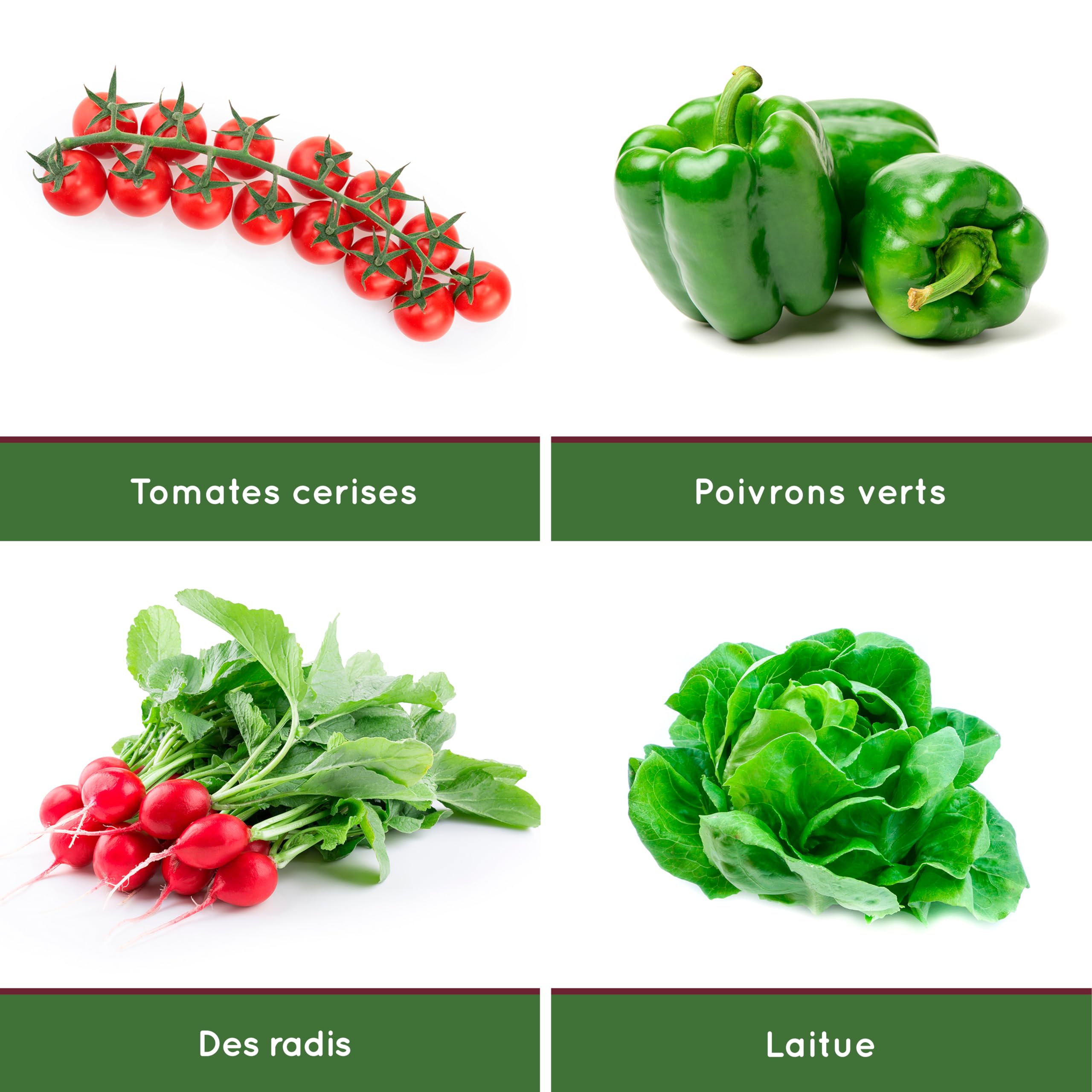 Kit Vintage Prêt à Pousser (Laitue, Radis, Piment Vert & Tomates) - Graines Bio cultivées en Espagne- Livret d'Instructions Étape par Étape - Potager d'Intérieur pour cultiver Vos Légumes à la Maison