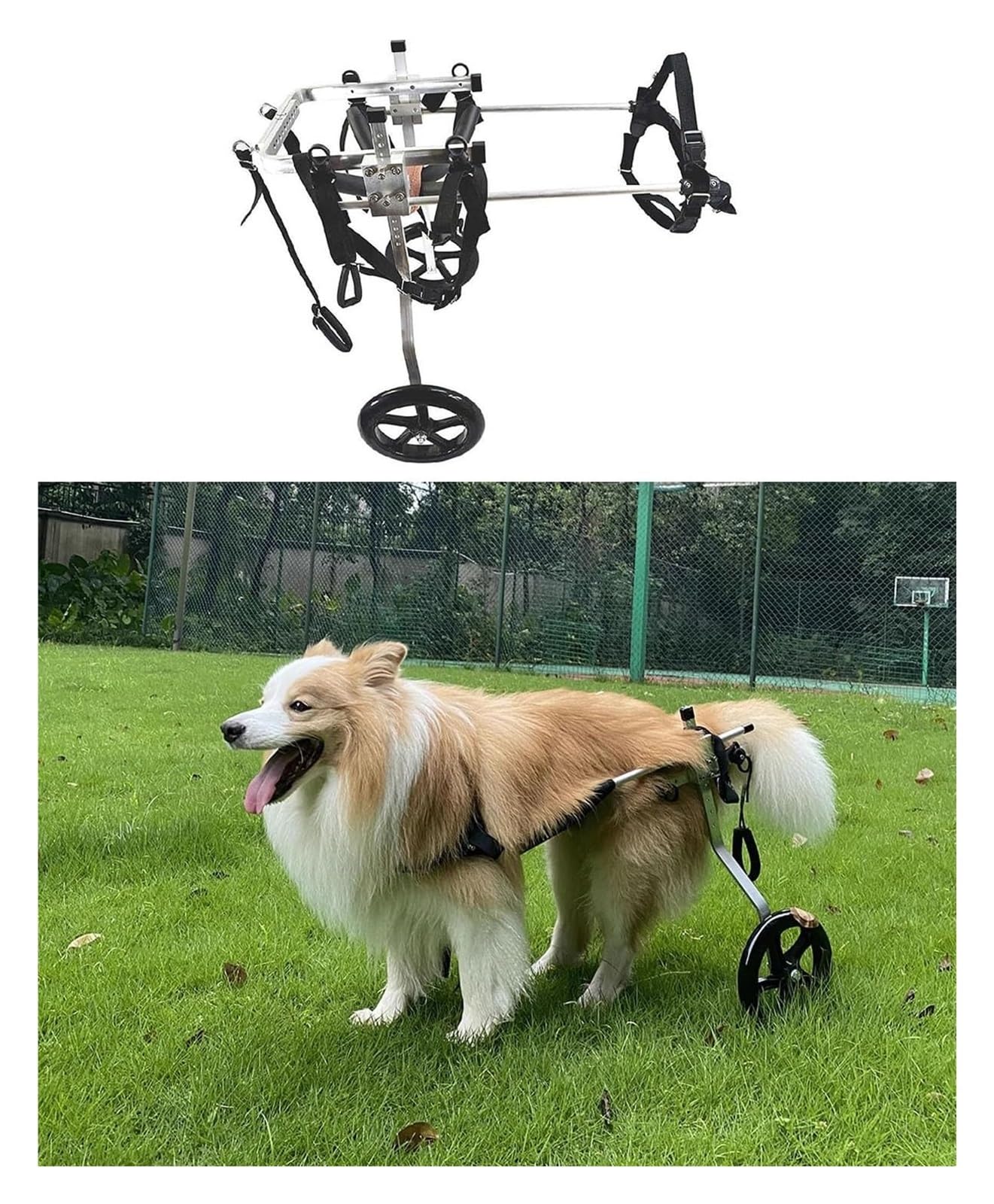 Fauteuil roulant XL pour chiens : retournez vous promener au parc ensemble