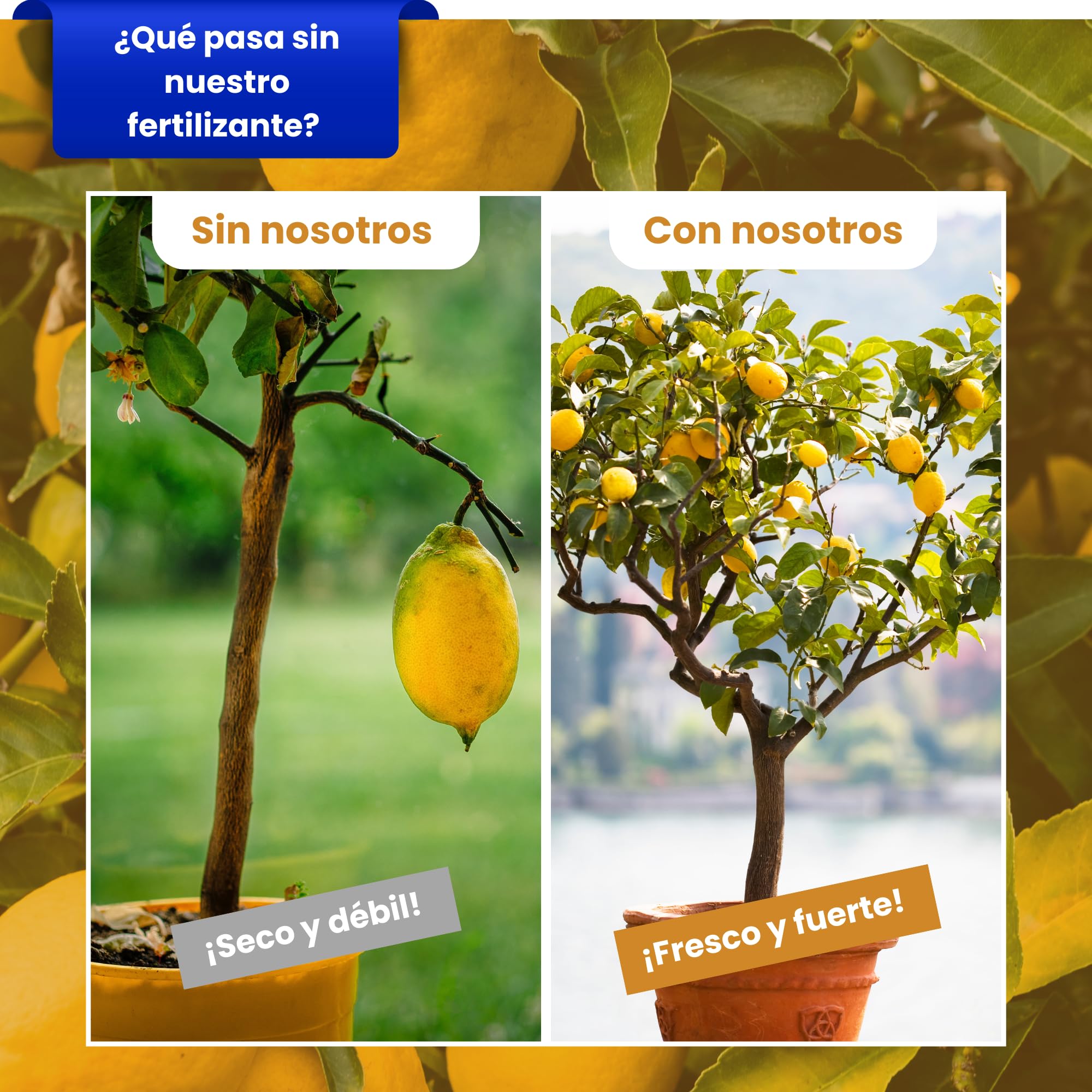 LERAVA Abono cítricos (3,6 kg) - fertilizante natural de altramuces molidos para limonero y naranjo - ideal para mandarino, kumquat y pomelo - mejora crecimiento, vigor y follaje en plantas acidófilas