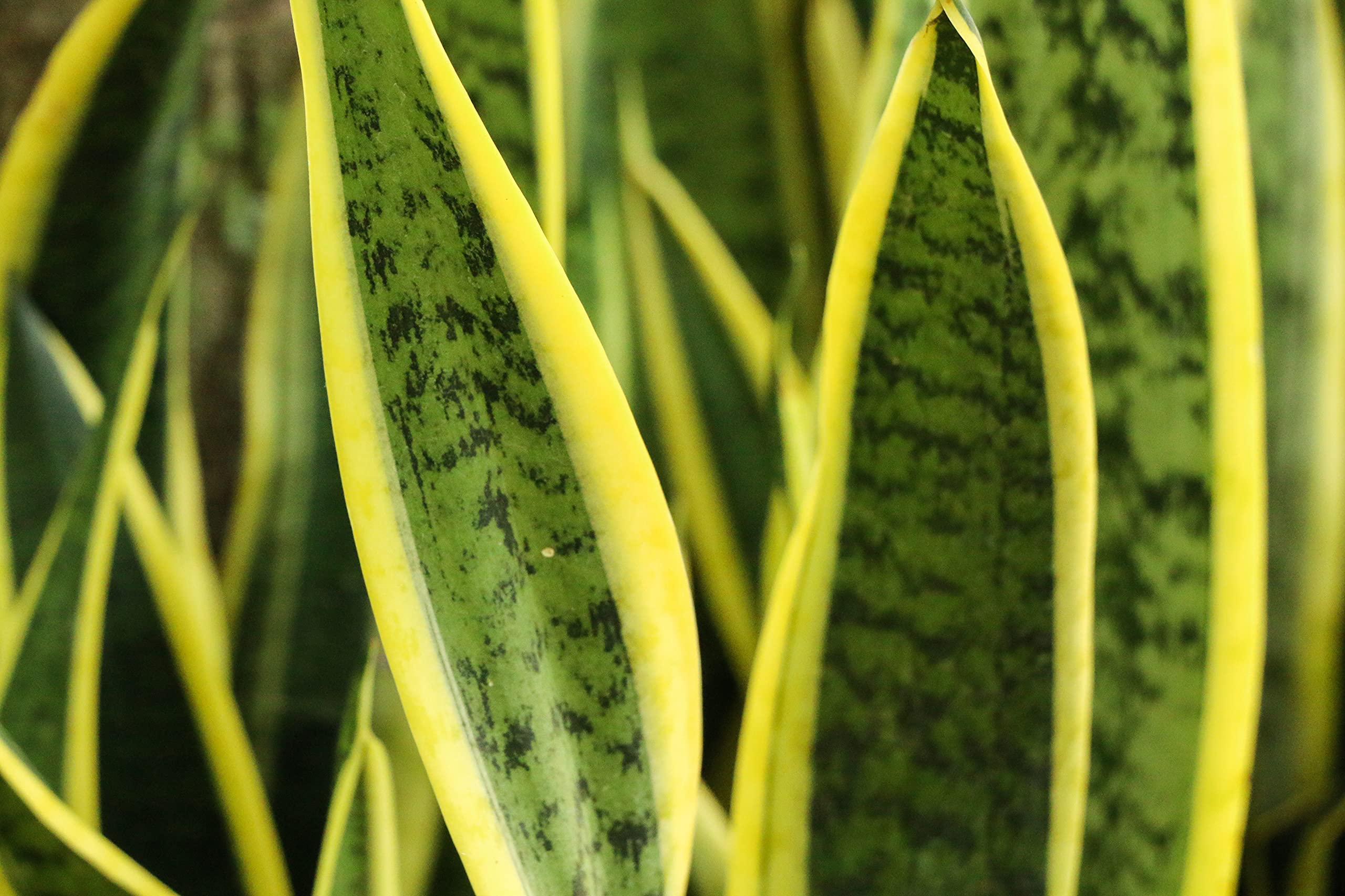 Verdecora Sansevieria | Planta natural de interior en maceta de 3L | Lengua de Tigre - Lengua de Suegra | Planta purificadora del aire