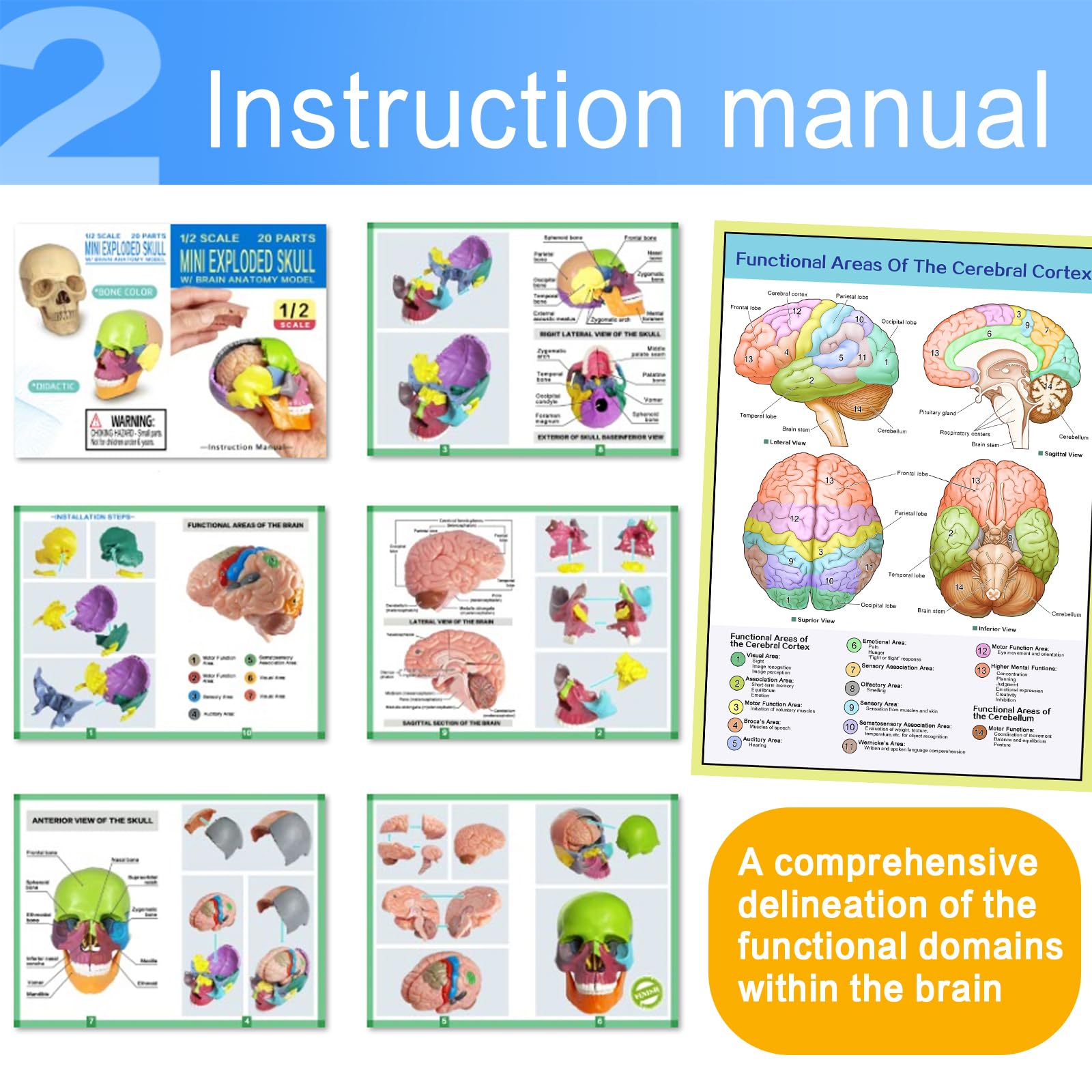 EVOTECH SCIENTIFIC Modello Cranio In Miniatura Umano, Piccolo Cranio Con Cervello, Puzzle Cranio, Testa Umana Con Cervello Per Imparare, Visualizzazione Educativa