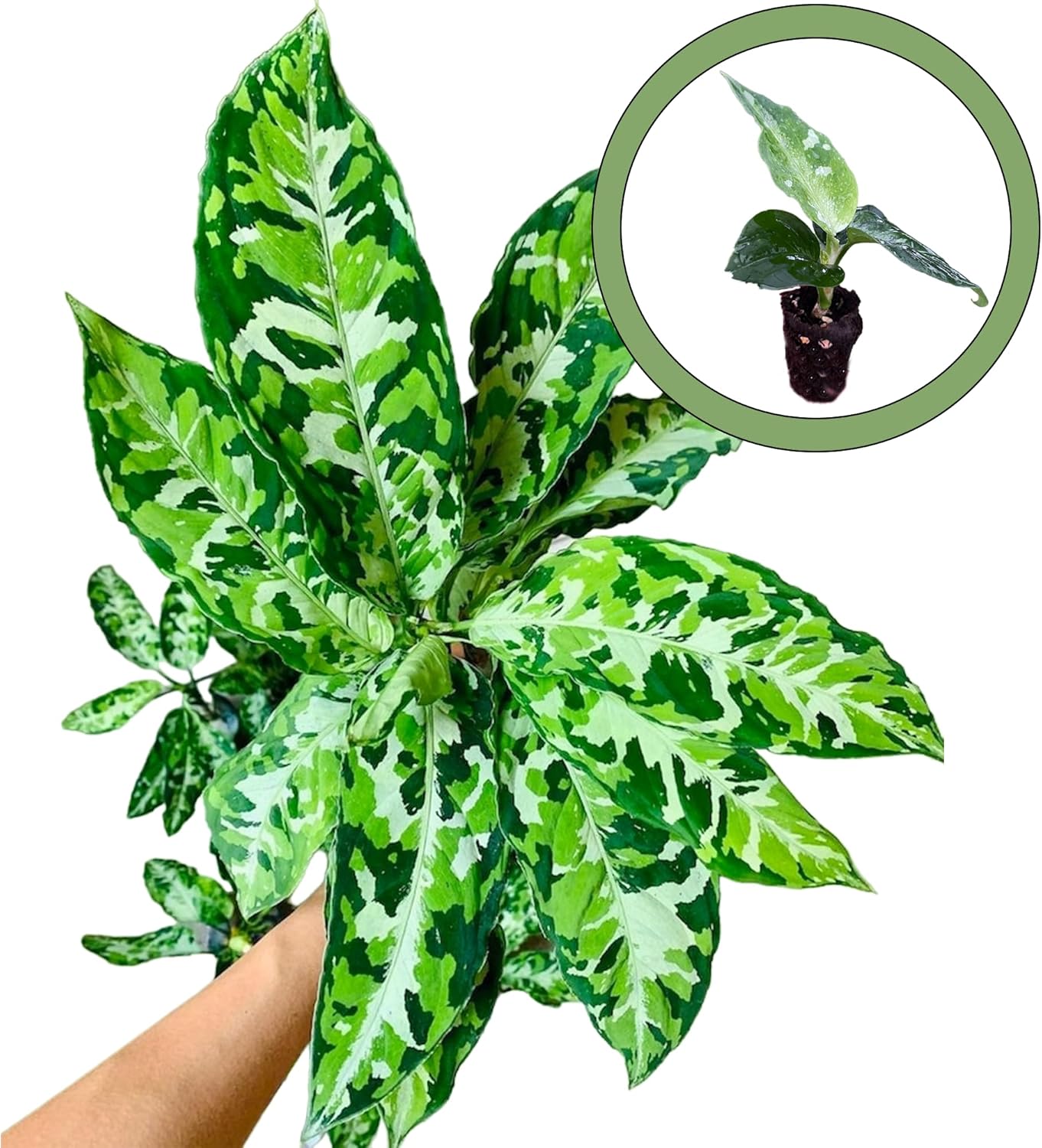 Aglaonema Pictum Tricolor Starter Plant, Natural