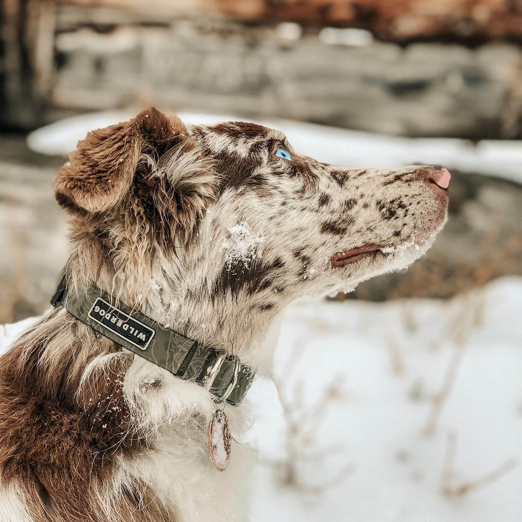 wilderdog waterproof collar