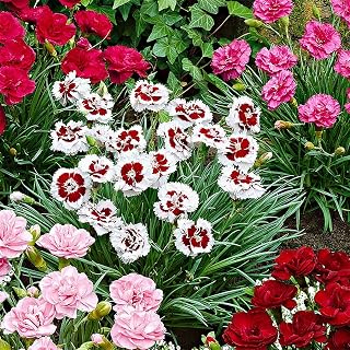 200+ Dianthus Seeds Dianthus Plumarius Perennial Flower Mixed Seeds