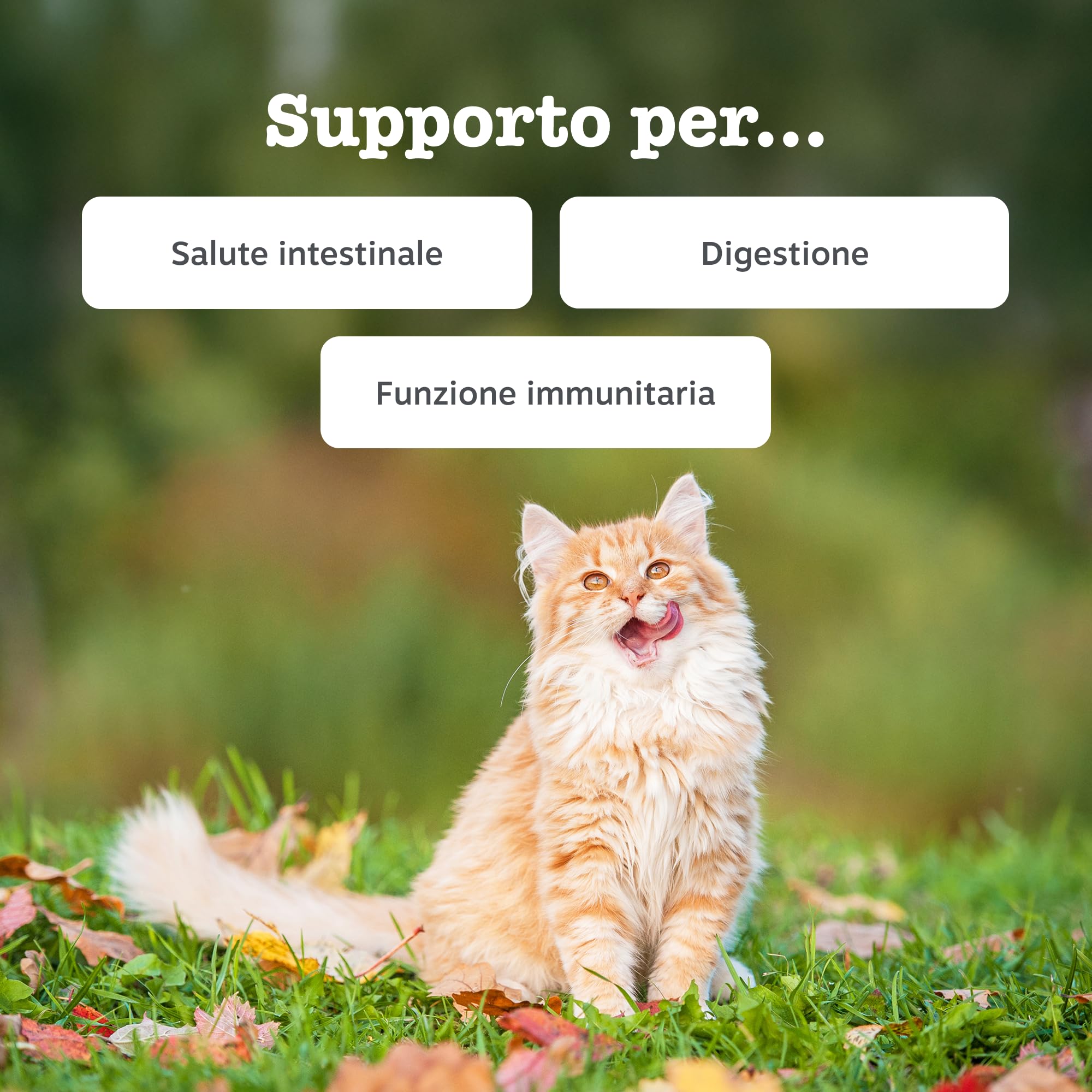 Zesty Paws Digestion & Prebiotic Paste - Digestione - per Gatti – Supporta Salute Intestinale e Sistema Immunitario – con Postbiotici, Inulina, Olio Algale e Vitamine C ed E – Gusto Pesce – 75g