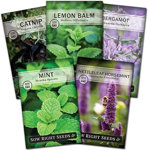 Sow Right Seeds - Colección de semillas de jardín de menta - menta bergamota jinete y bálsamo de limón - Semillas reliquia sin OMG con instrucciones