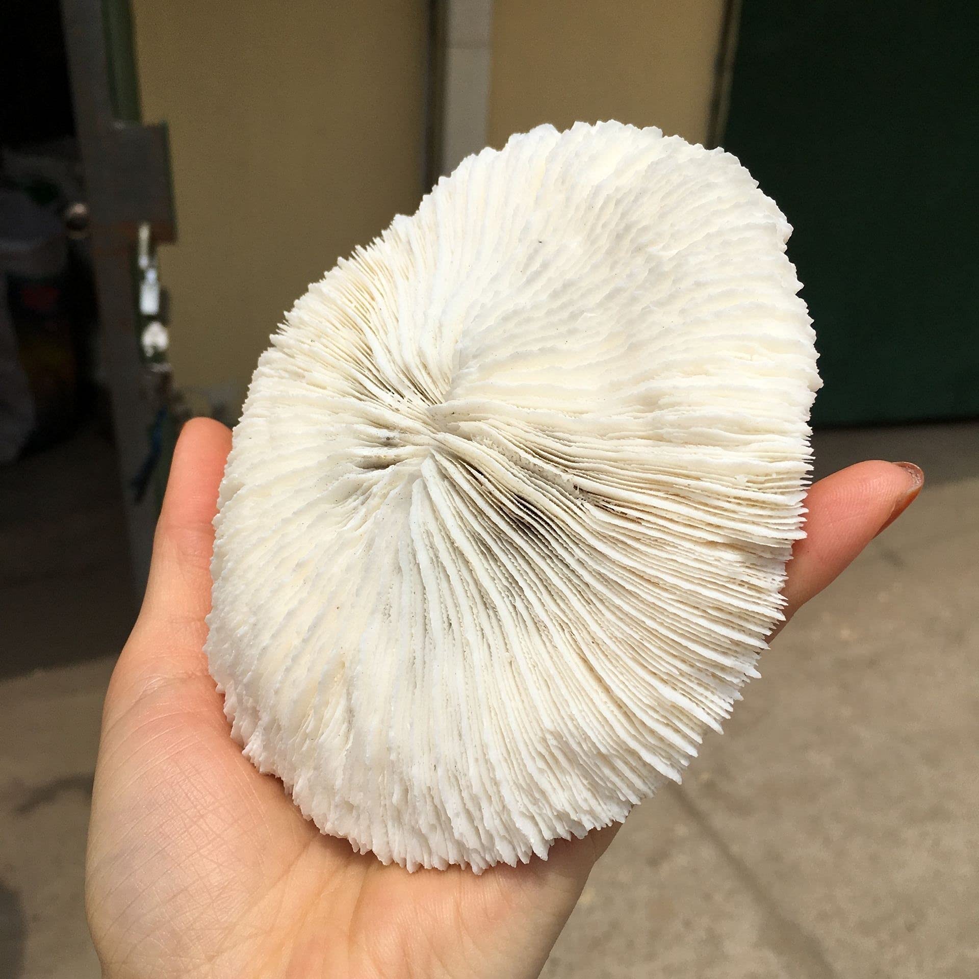 SARCOPHYTON EHRENBERGI - Fiji - Paddestoel Leer Koraal ULTRA GROEN