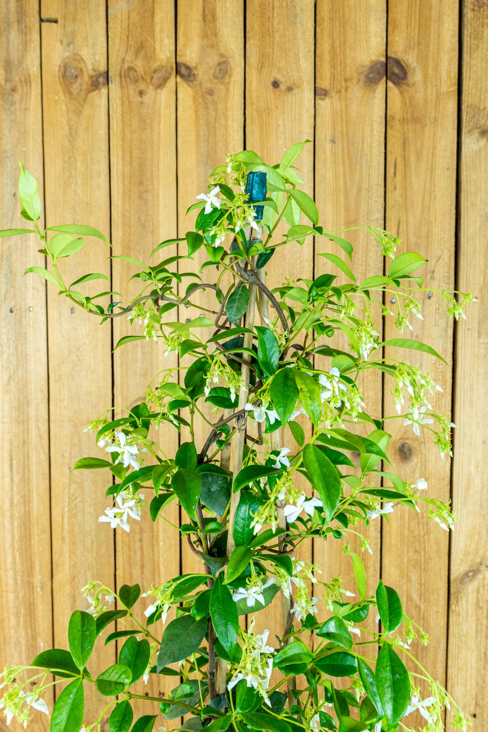 Toskanischer Sternjasmin – Winterhart, Immergrün, Duftend Weiße Blüten, Als Kletterpflanze Für Zaun & Balkon (22cm Topf)