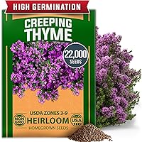 Vista 93 de HOME GROWN Semillas de eneldo sin OMG para plantar 1,014 ramos de semillas de eneldo y semillas de hierbas tradicionales para plantar al aire libre