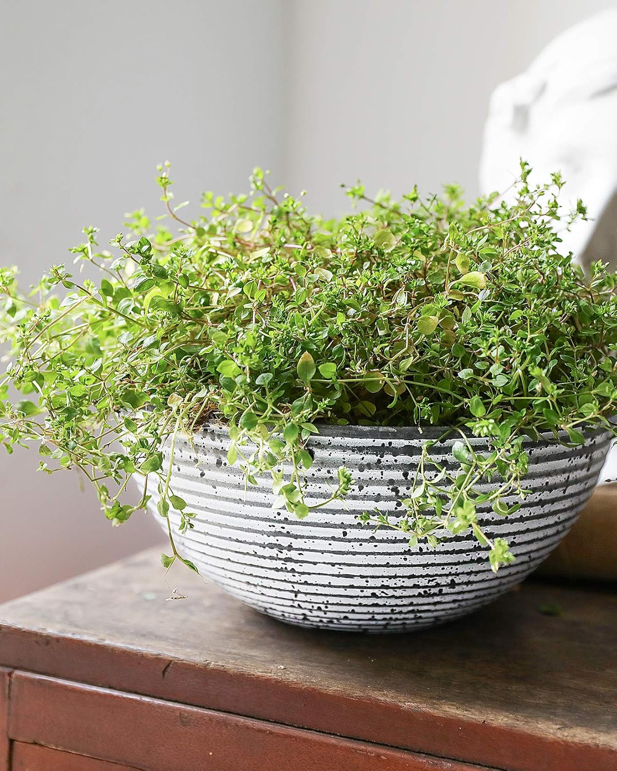 KOTAO Hanging Planters for Indoor Outdoor Plants 2 Pack, 10 Inch Flower Pots Plant Hanging Baskets with Drainage Holes, Speckled Stripes : Patio, Lawn & Garden