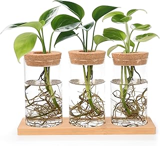 Ableger Pflanzen Glas Propagation Station mit Holzdeckel Tablett Hydroponische Vase Anzuchtstation für Hydrokultur Pflanzen 3 Stück
