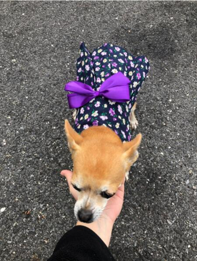 Petroom Elegant Floral Puppy Dog Dress, Sundress Vest Shirt for Small Dogs Cats (Pink,XS) - Image 8