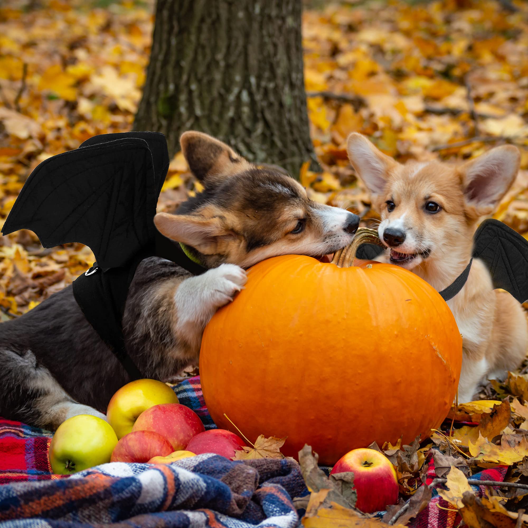 ComfyCamper Grusel-Smoking Für Hunde – Mit Fledermaus-Fliege, Verstellbar, Weich & Warm. Perfekt Für Halloween, Cosplay & Partys!