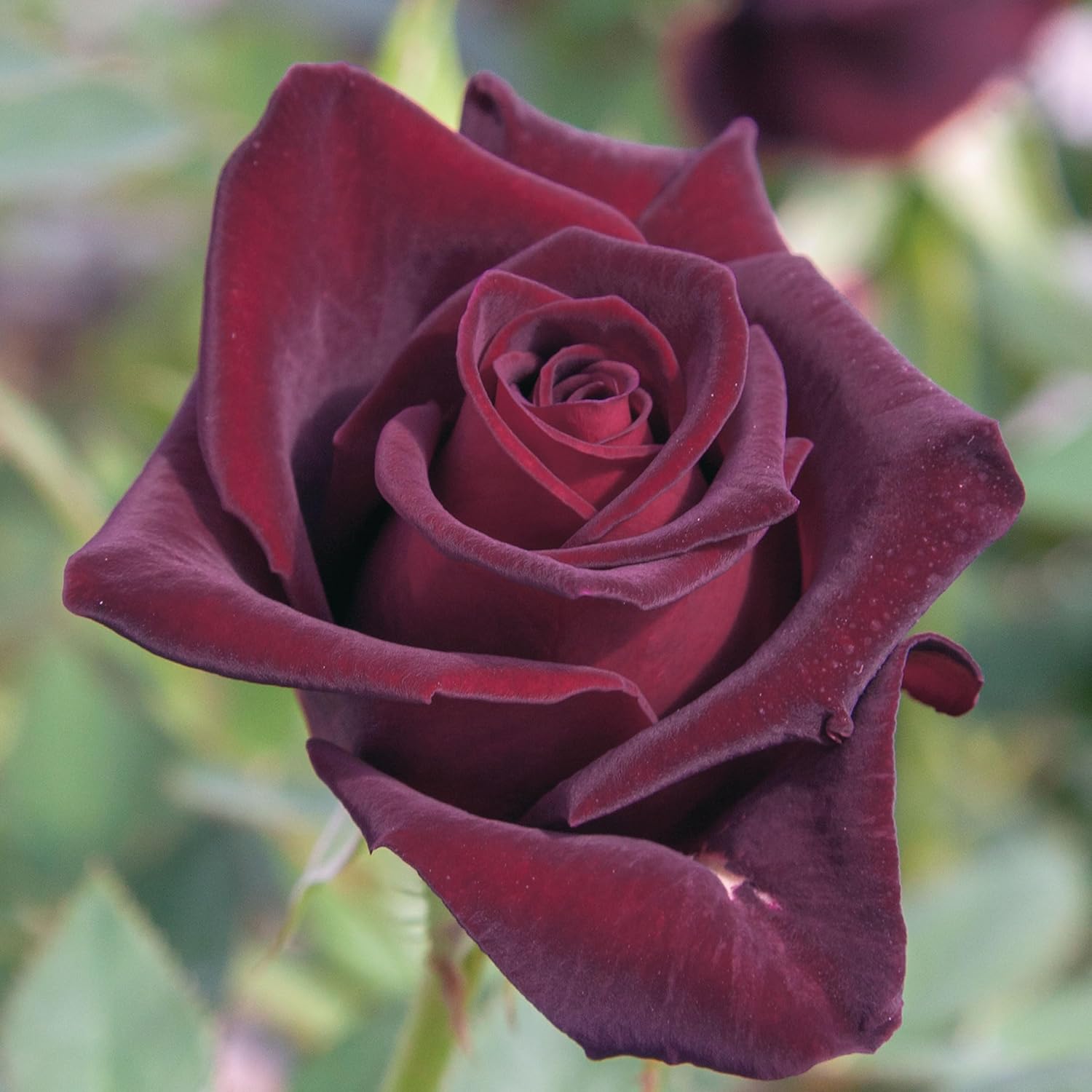 Black Baccara Rose, Deep Burgundy Black Flowers Hybrid Tea, 1.5 Gallon Potted Live Plant, Stargazer Perennials