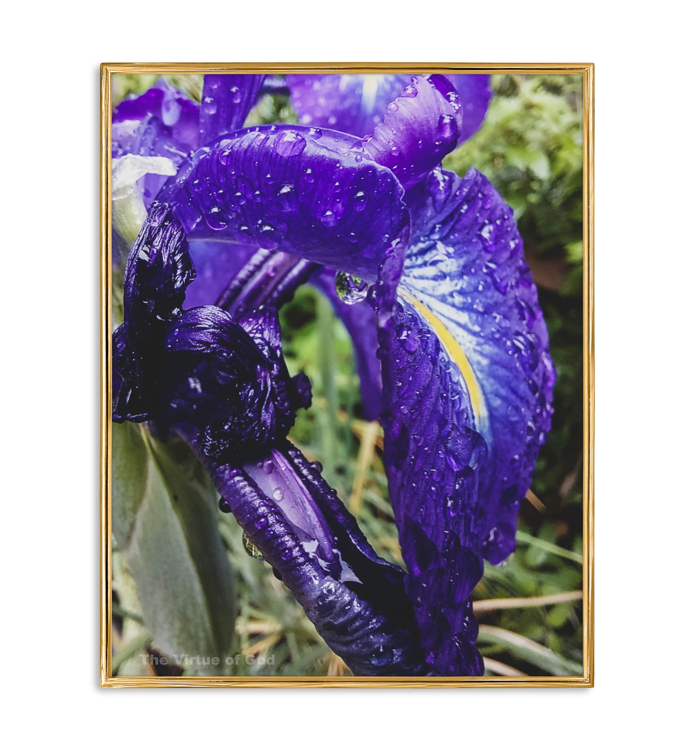 The Virtue of God-Authentic Macro Photography-Purple Iris with Raindrops Vertical Unframed Print-Floral Canvas Wall Art 8x10 to 16x20in-Home or Office Modern Decor (12 x 16)