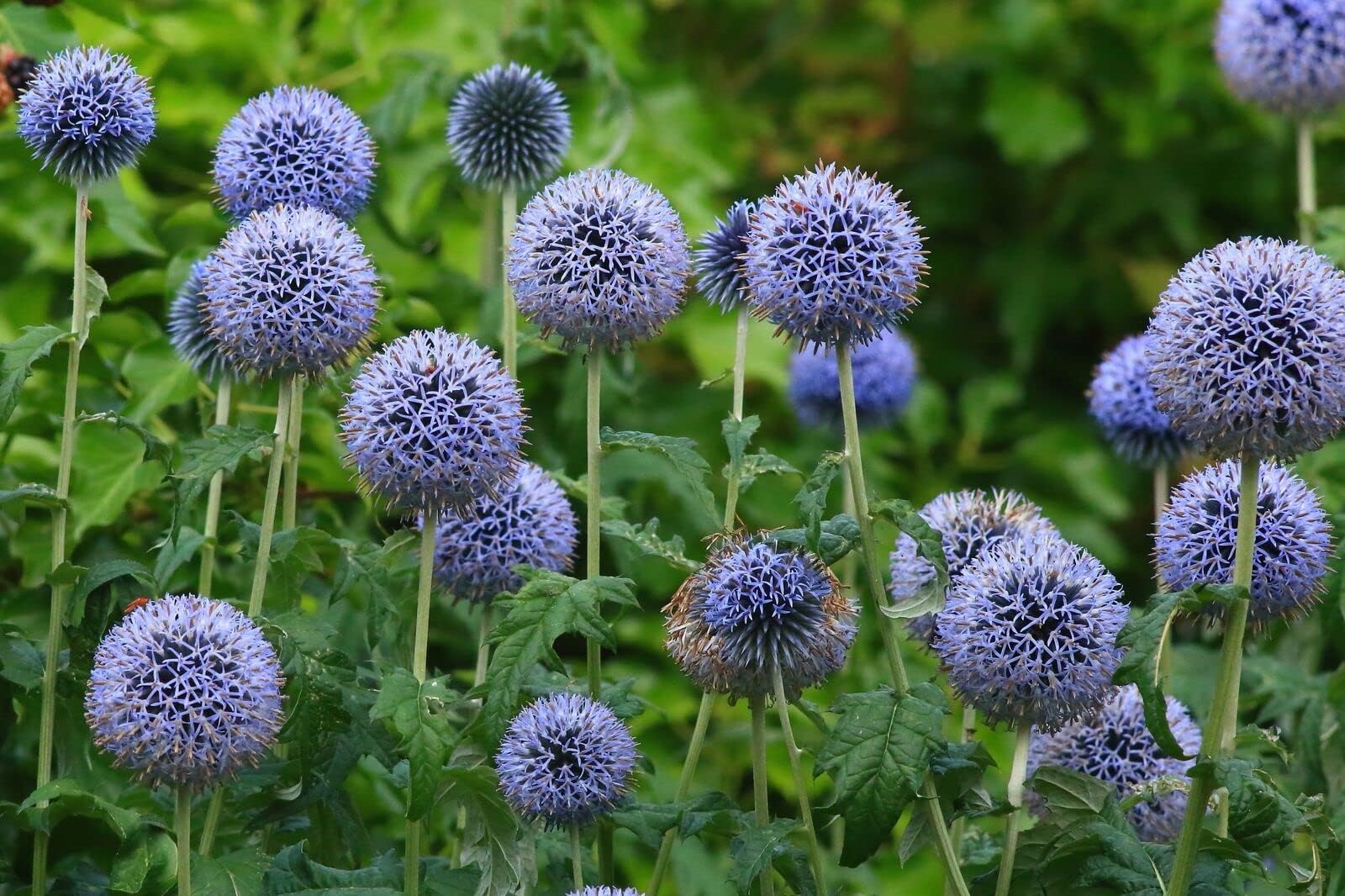 MOCCUROD 20 Seeds Globe Thistle Ritro Blue Echinops Sphaerocephalus Seed