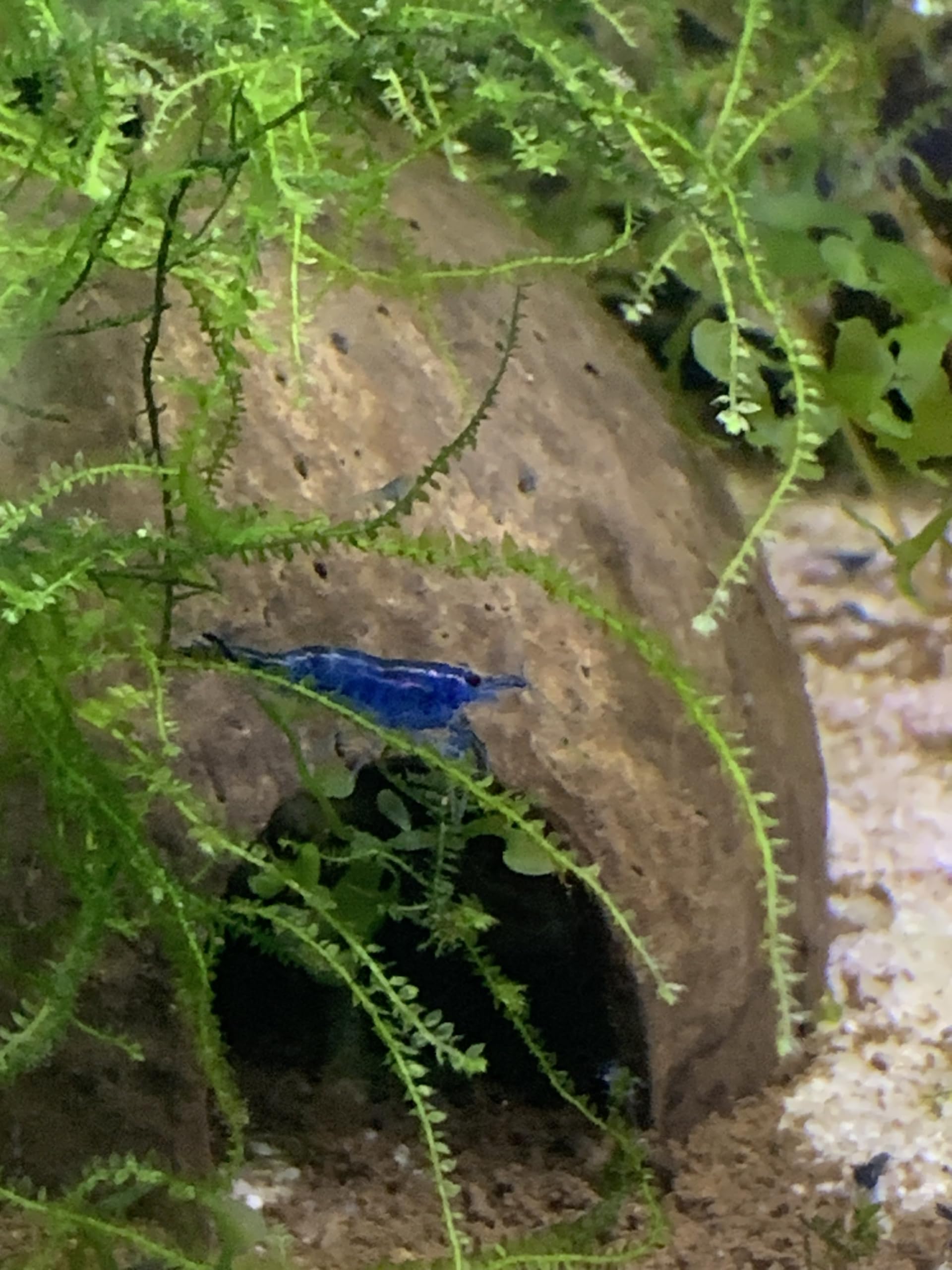 Crevettes Blue Velvet Neocaridina – Pour Aquarium – Bleues