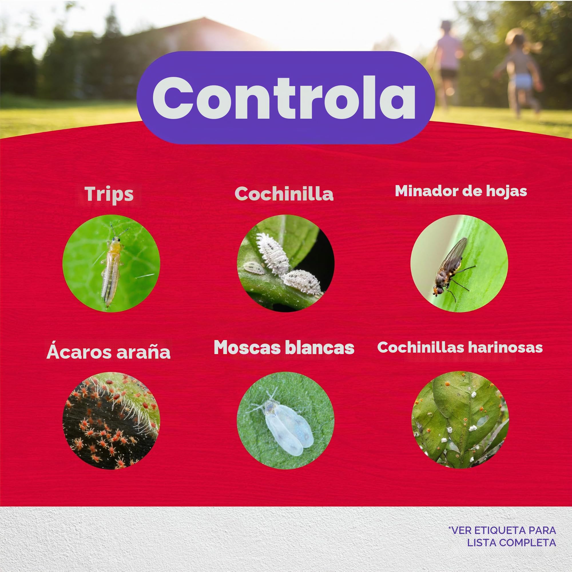 Sistema de control de insectos Bonide Products 941, bidón de 0,5 litros | Insecticida de larga duración, para jardinería al aire libre, hace 16 galones