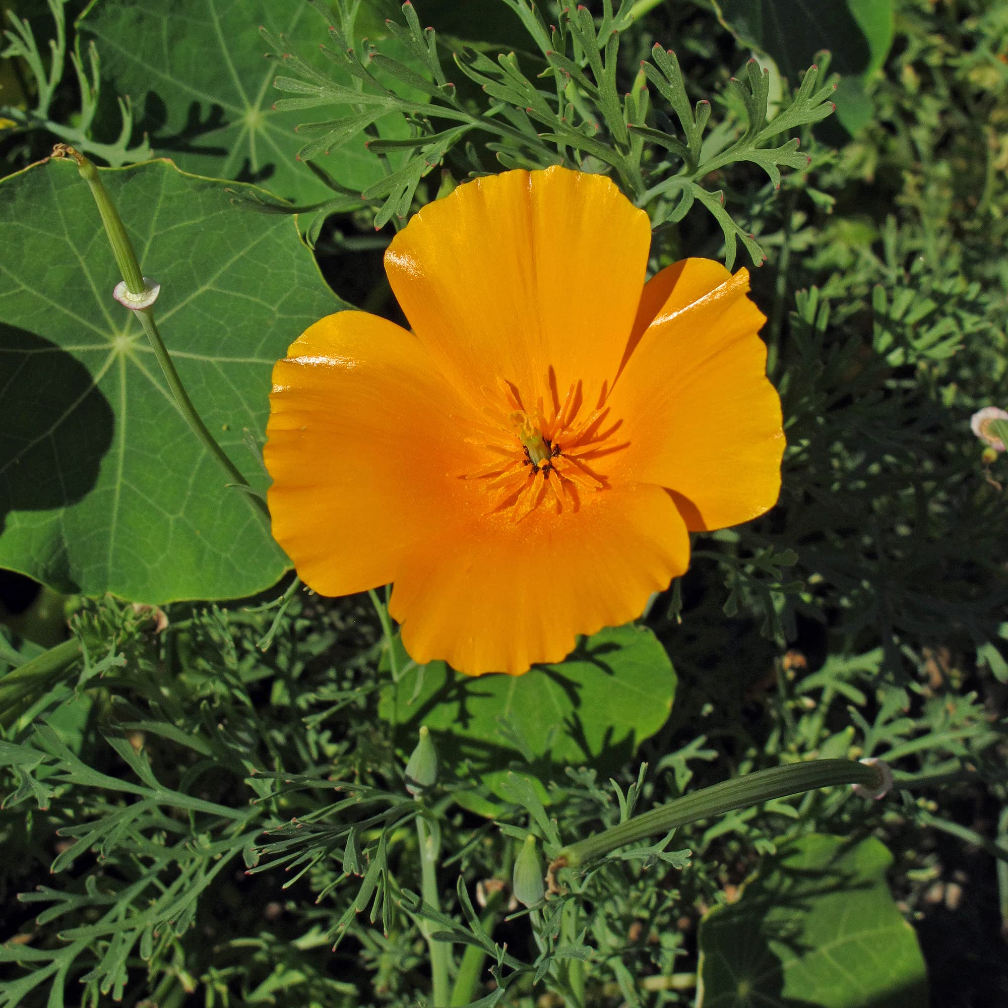 Californische