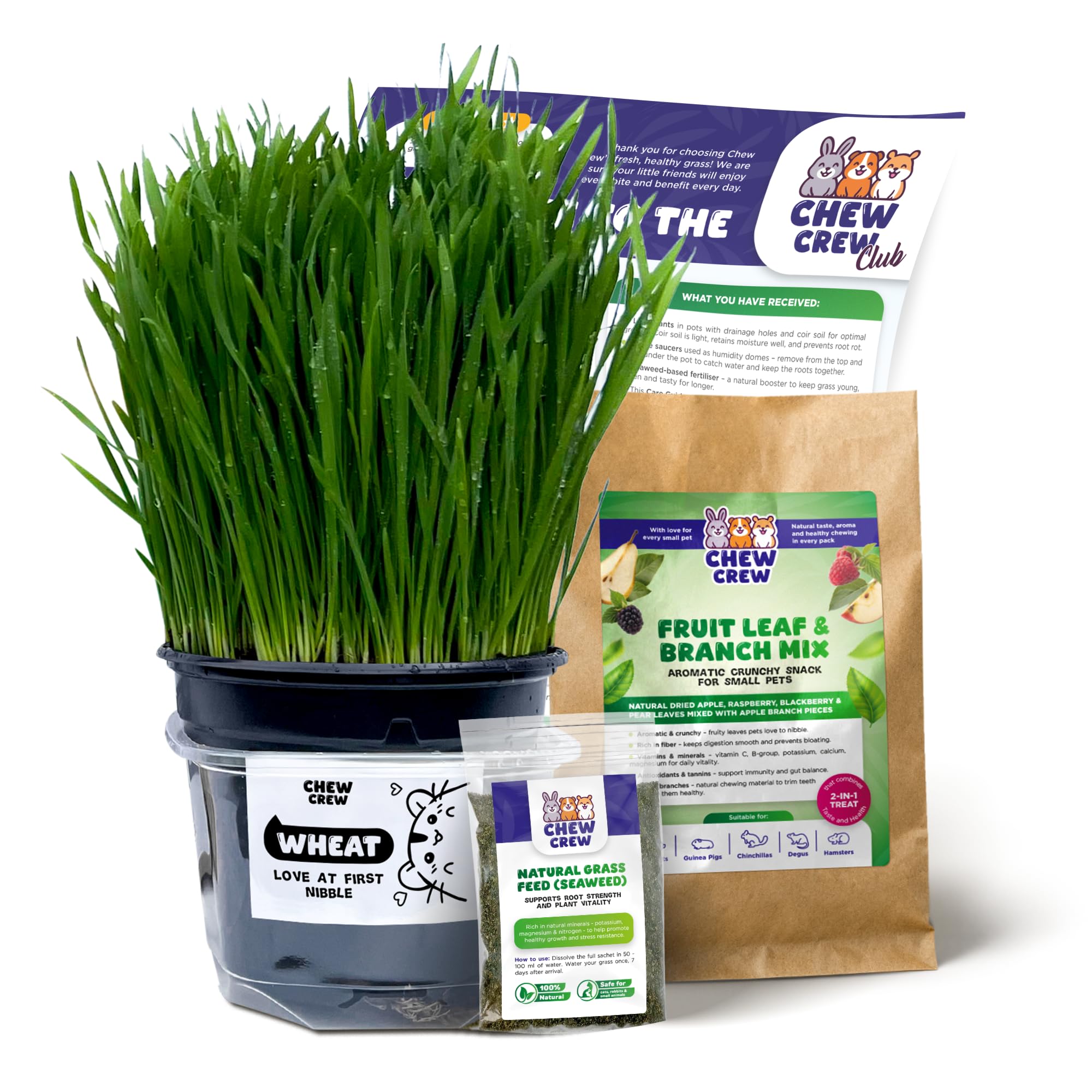1 Fresh Wheat Grass for Rabbits, Guinea Pigs, Chinchillas, Hamsters, Gerbils – Natural Hay Alternative – Live Treat & Boredom Buster – UK Grown by Chew Crew