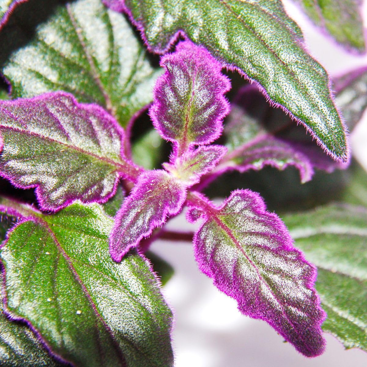 Gynura Purple Passion - Velvet-Leaf - Purple Plant - 12cm doniczka