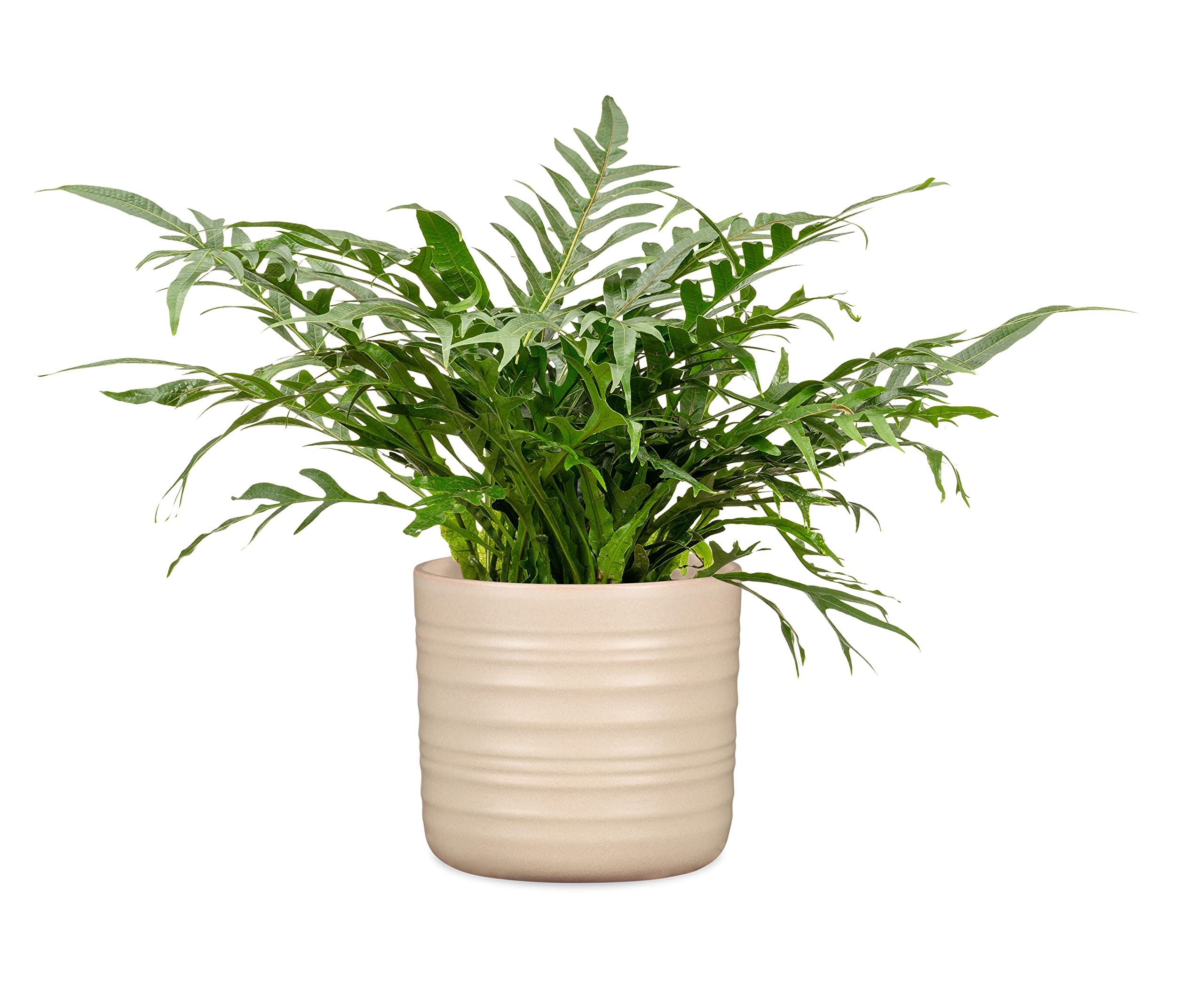 Scheurich Blumentopf Aus Keramik, Farbe: Sesame, 23 Produktbild-Vorschau 2