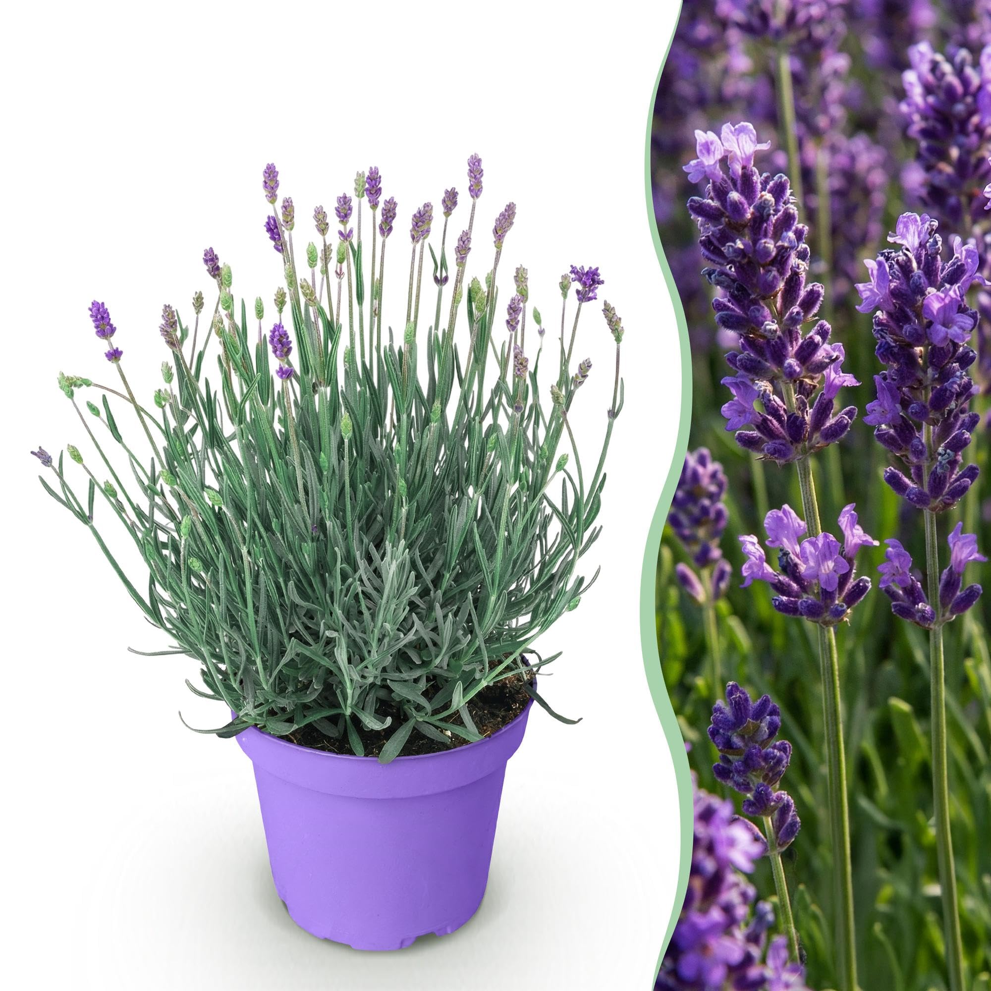 Lavendel Lavandula angustifolia Munstead Staude 12 cm