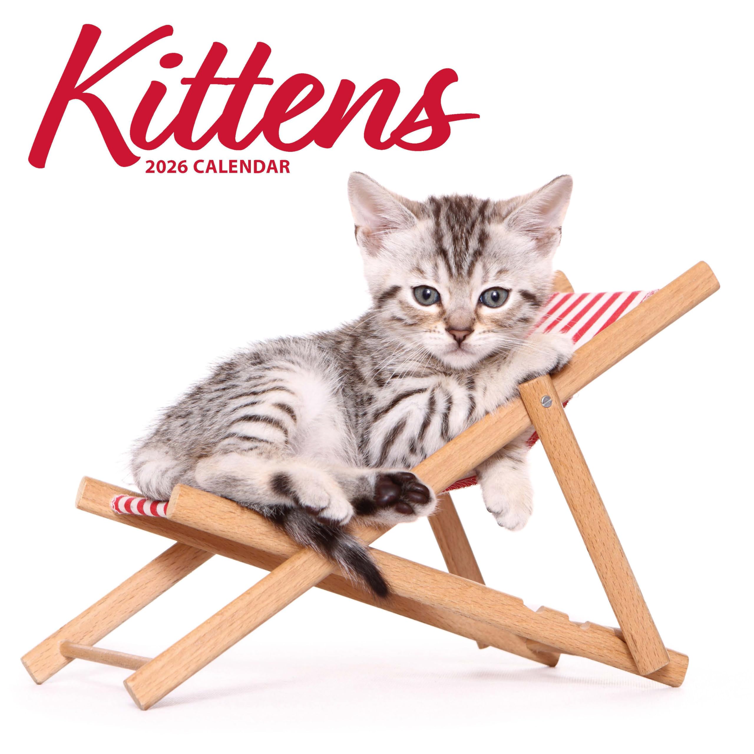 Kittens 2026 Modern Calendar