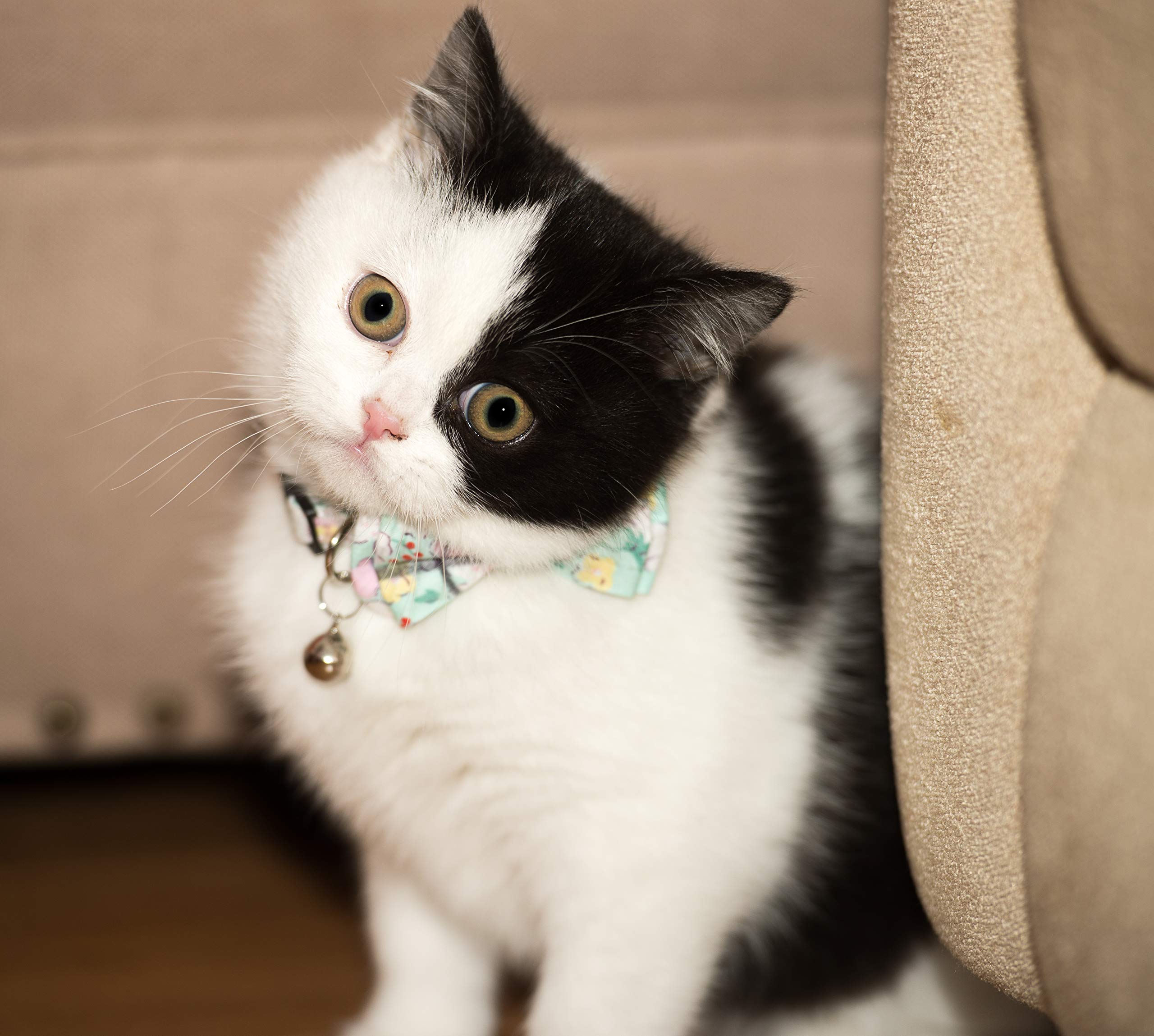 Collar para gatos y mascotas, con campana, pajarita floral, desmontable, ajustable, seguridad, cachorro, 2 unidades, verde y rosa perlado