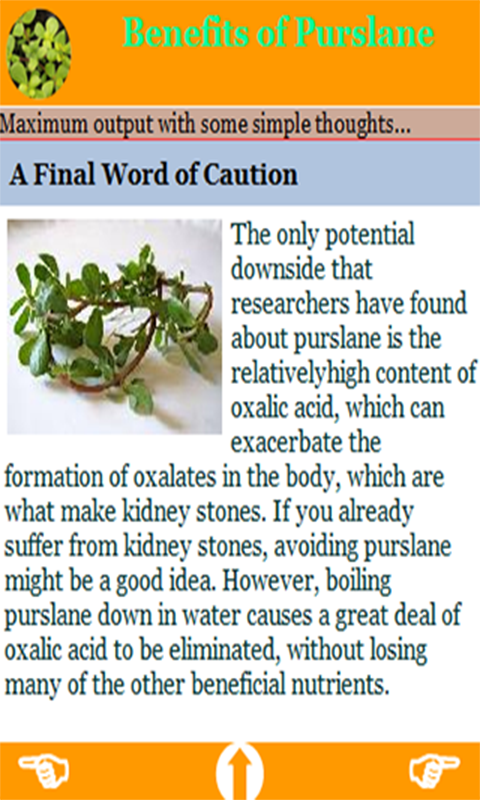purslane benefits