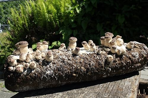 Miniatura 8 de Root Mushroom Farm - -Kit de cultivo de hongos ostra King