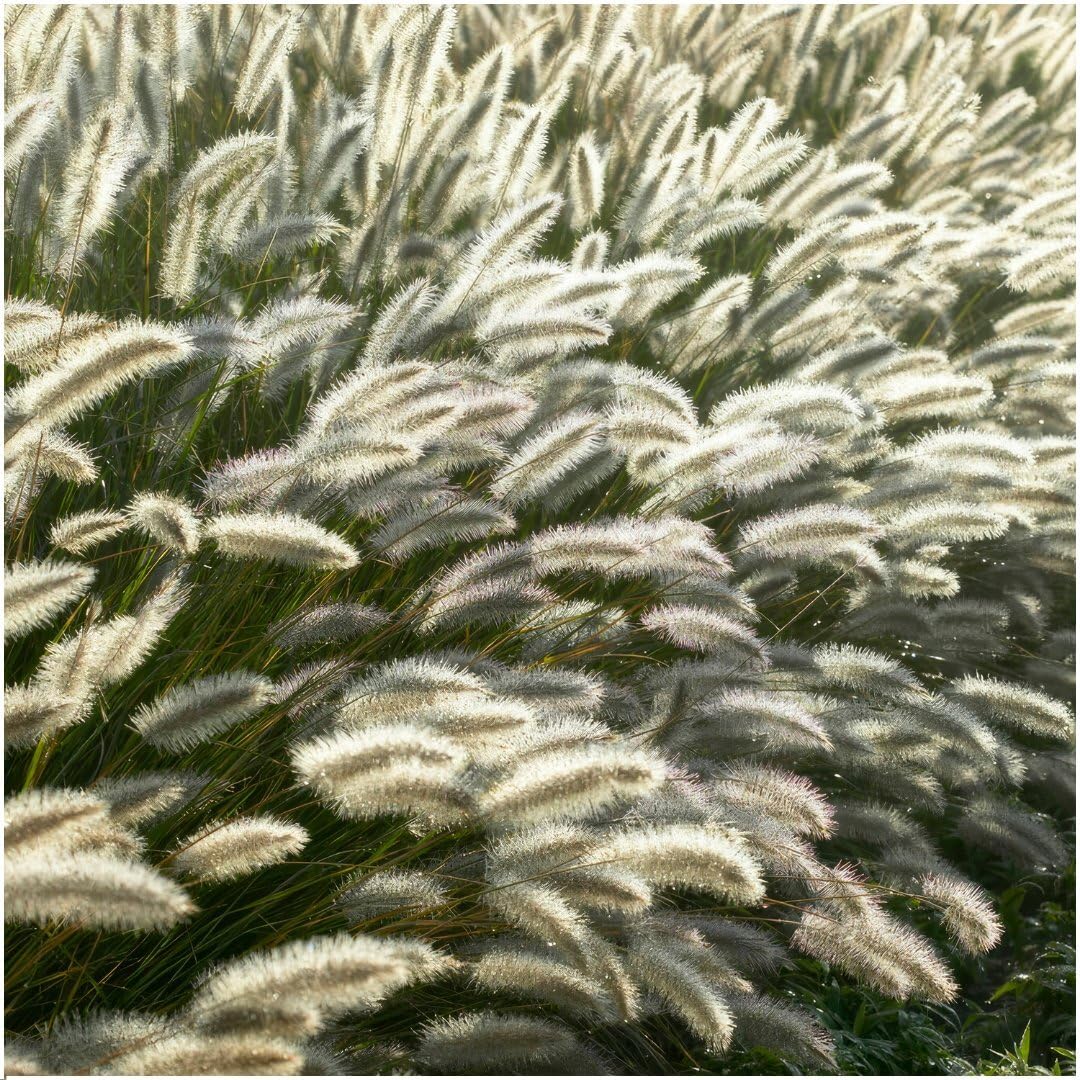Plants by Frank Pennisetum Alopecuroides Hameln, 24 Stück, Ø 9 cm | Lampenputzergras Pflanzen, Bodendecker Winterhart Mehrjährig, Federborstengras, Stauden, Ziergräser, Topf 9 cm, Höhe: 15 cm