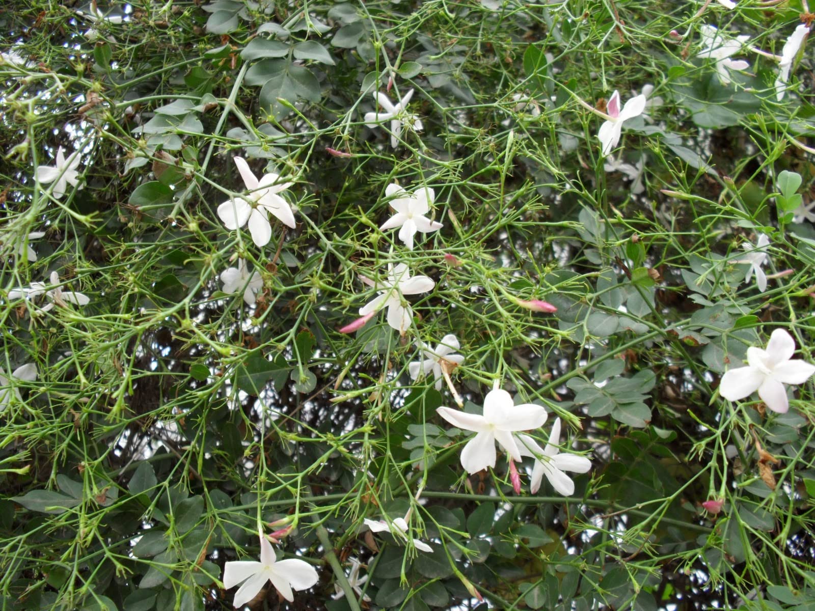 Anuraj farams jajji malle flower,pink jasmine, jasminum polyanthum,jajji balli, elongatum, jaji mallige flower live plant (B0C2YLH4CX) Amazon Price History, Amazon Price Tracker